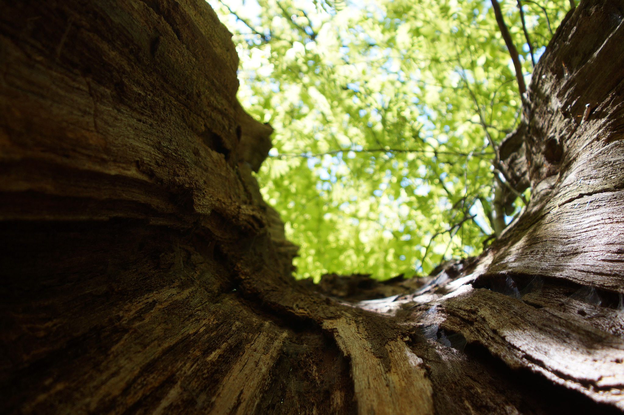 Sony SLT-A58 + Minolta AF 28-105mm F3.5-4.5 [New] sample photo. Spring tunnel photography