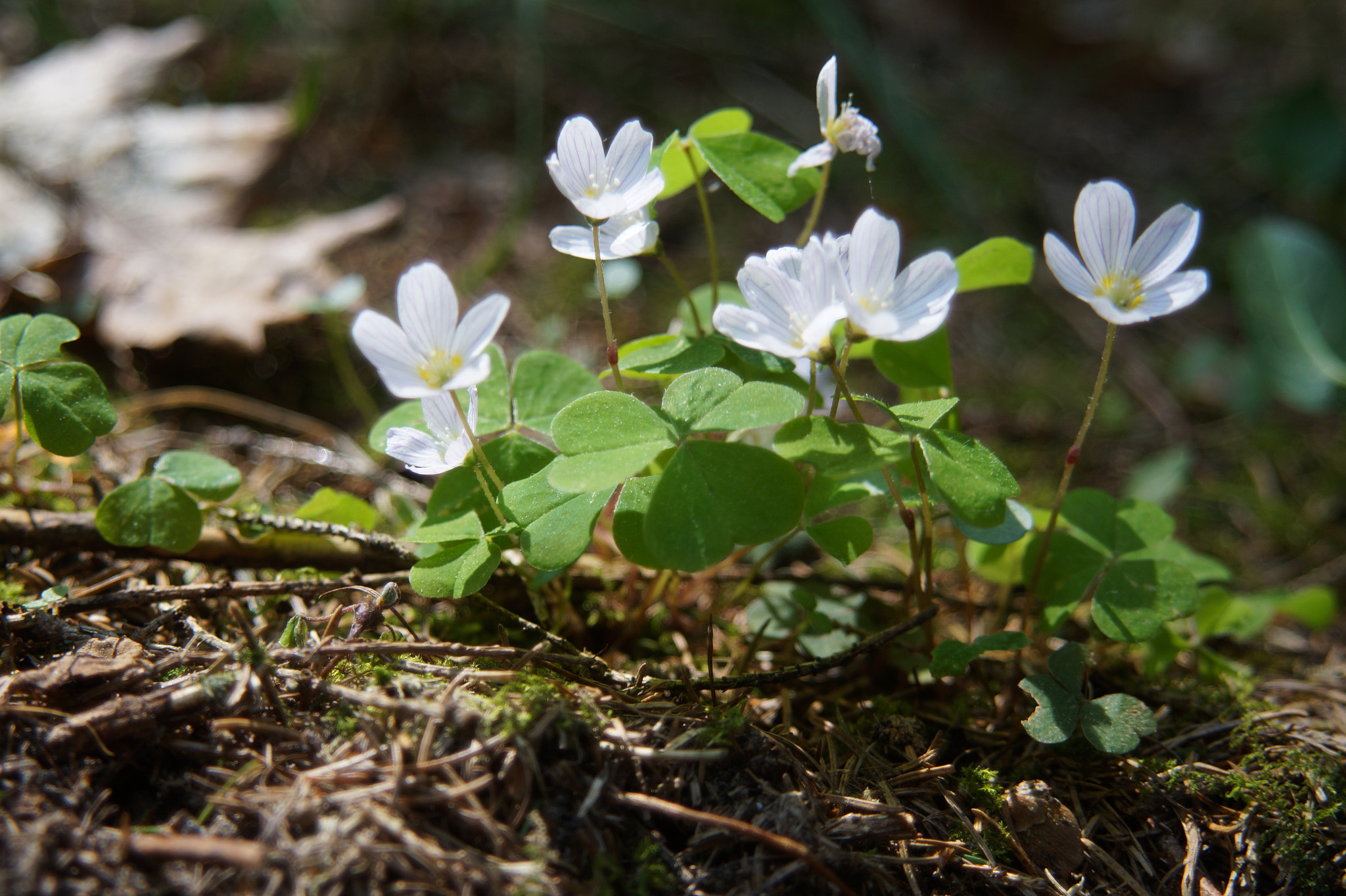 Minolta AF 28-105mm F3.5-4.5 [New] sample photo. Spring flowers photography