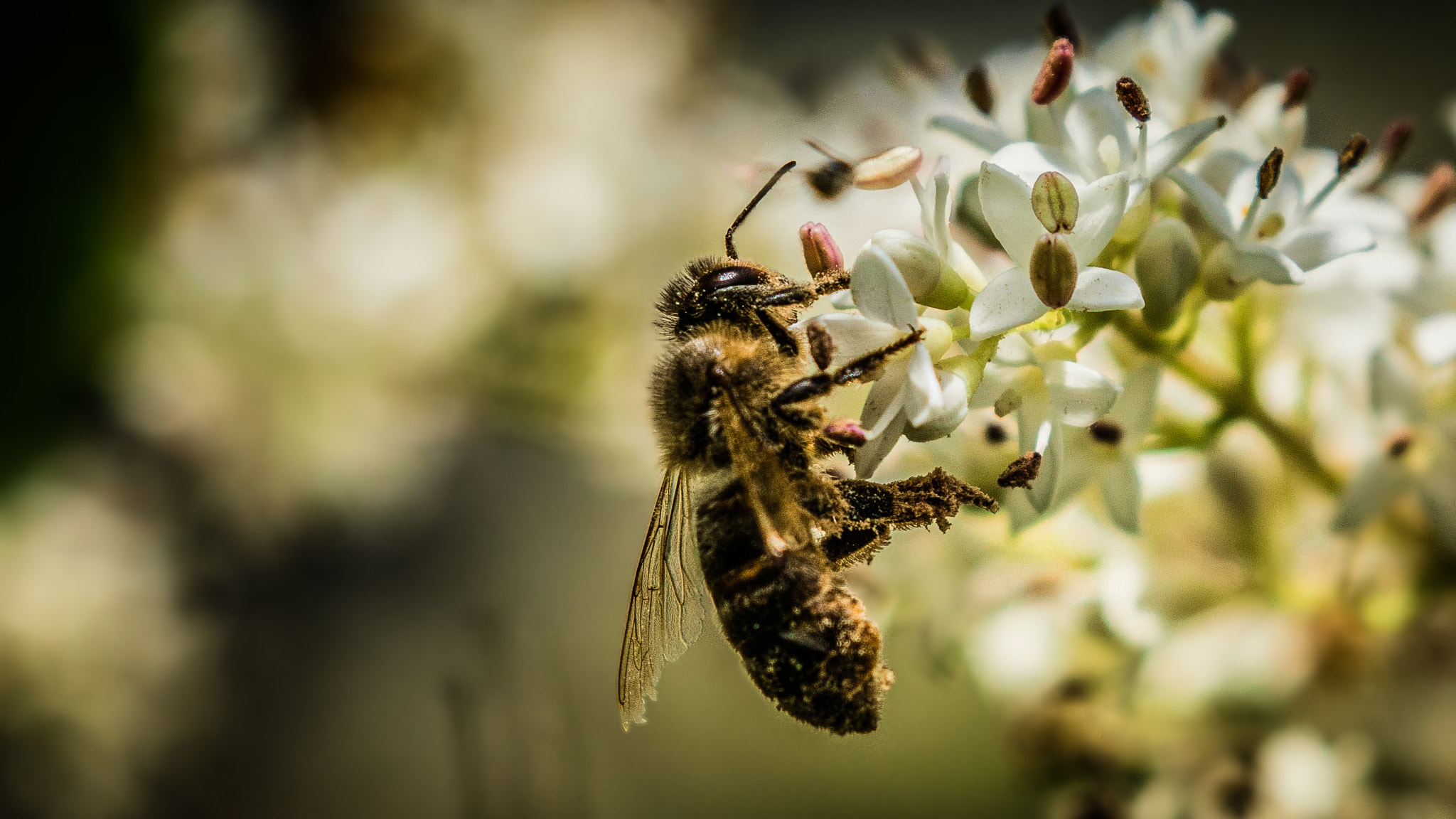 Canon EOS 7D Mark II + Canon EF 100-400mm F4.5-5.6L IS II USM sample photo. Abeille photography