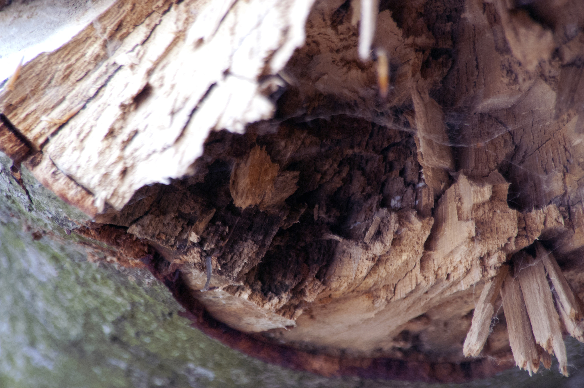 KONICA MINOLTA MAXXUM 5D sample photo. Into the wood photography