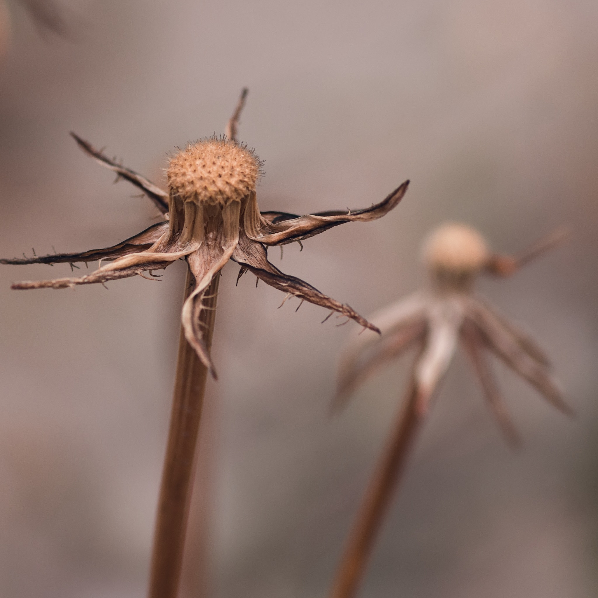 Pentax smc D-FA 100mm F2.8 Macro WR sample photo. Dried flower photography
