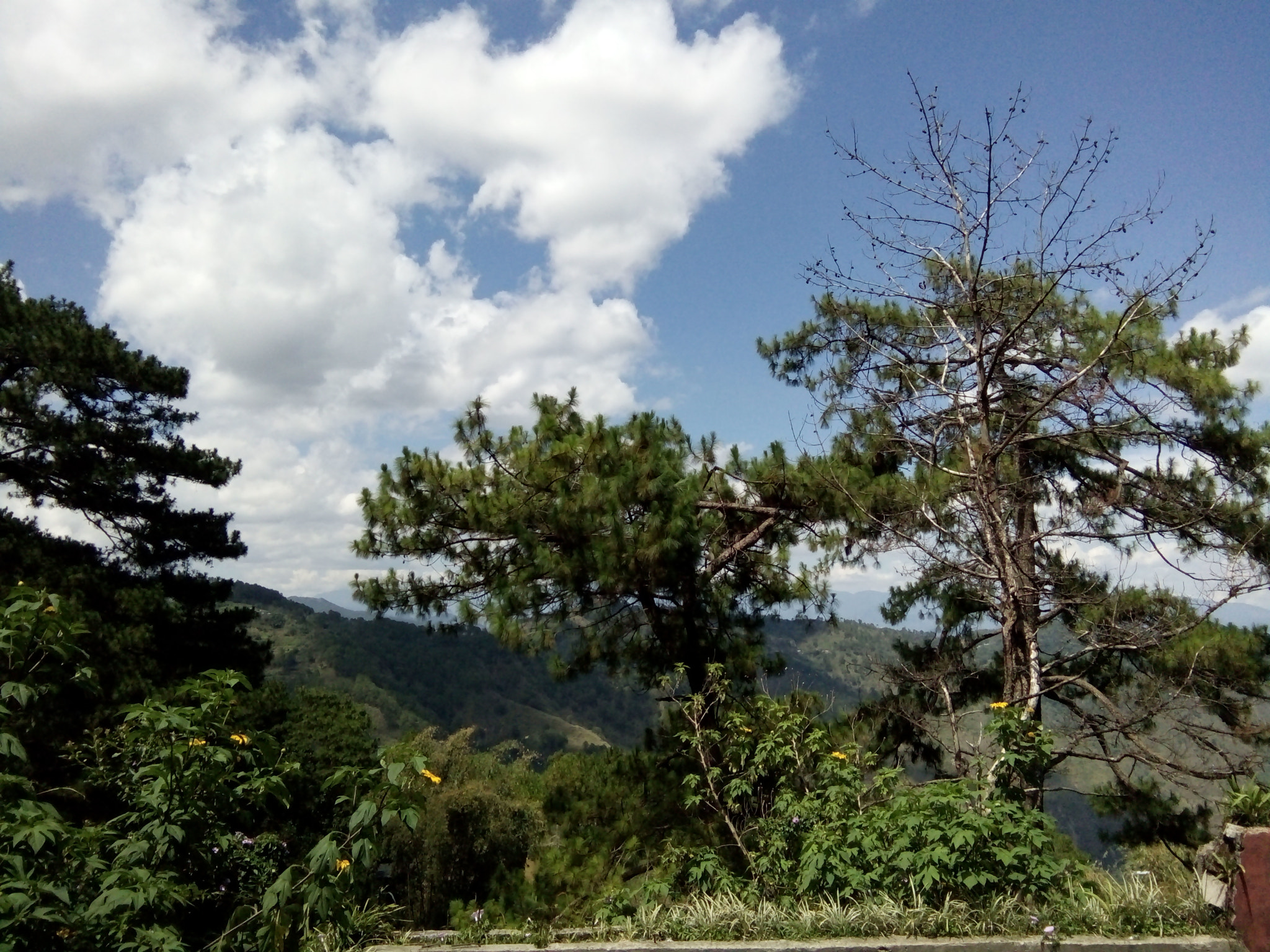 OPPO 1201 sample photo. Baguio city! photography