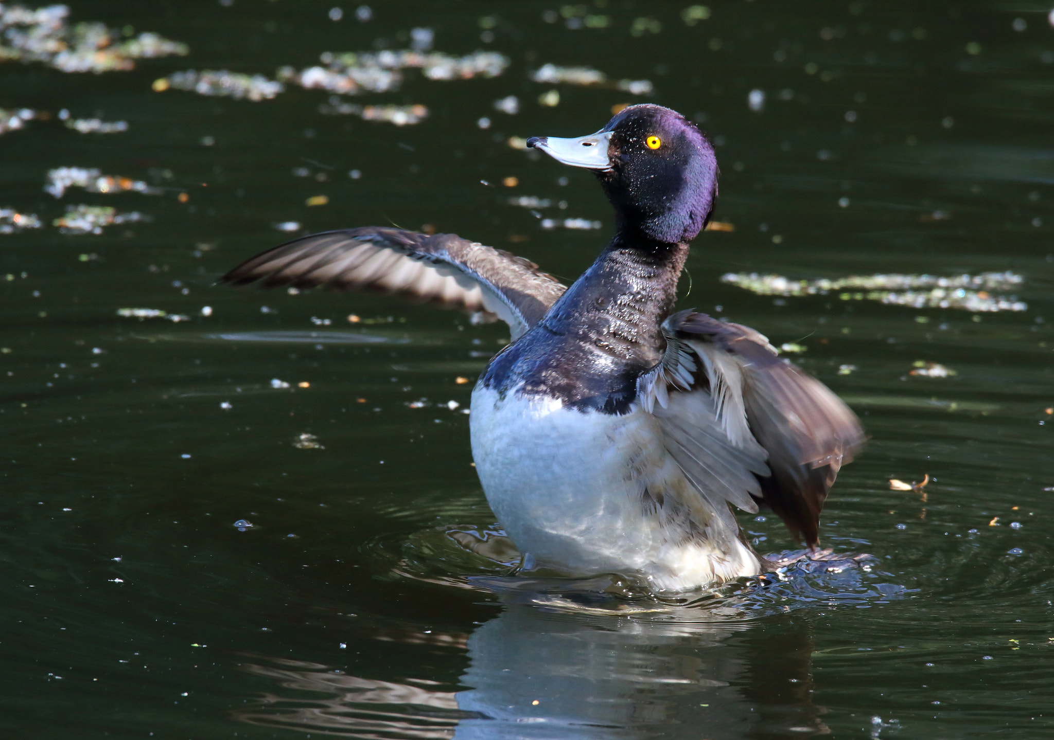 Canon EOS 70D + Sigma 150-600mm F5-6.3 DG OS HSM | S sample photo. Tufted duck photography