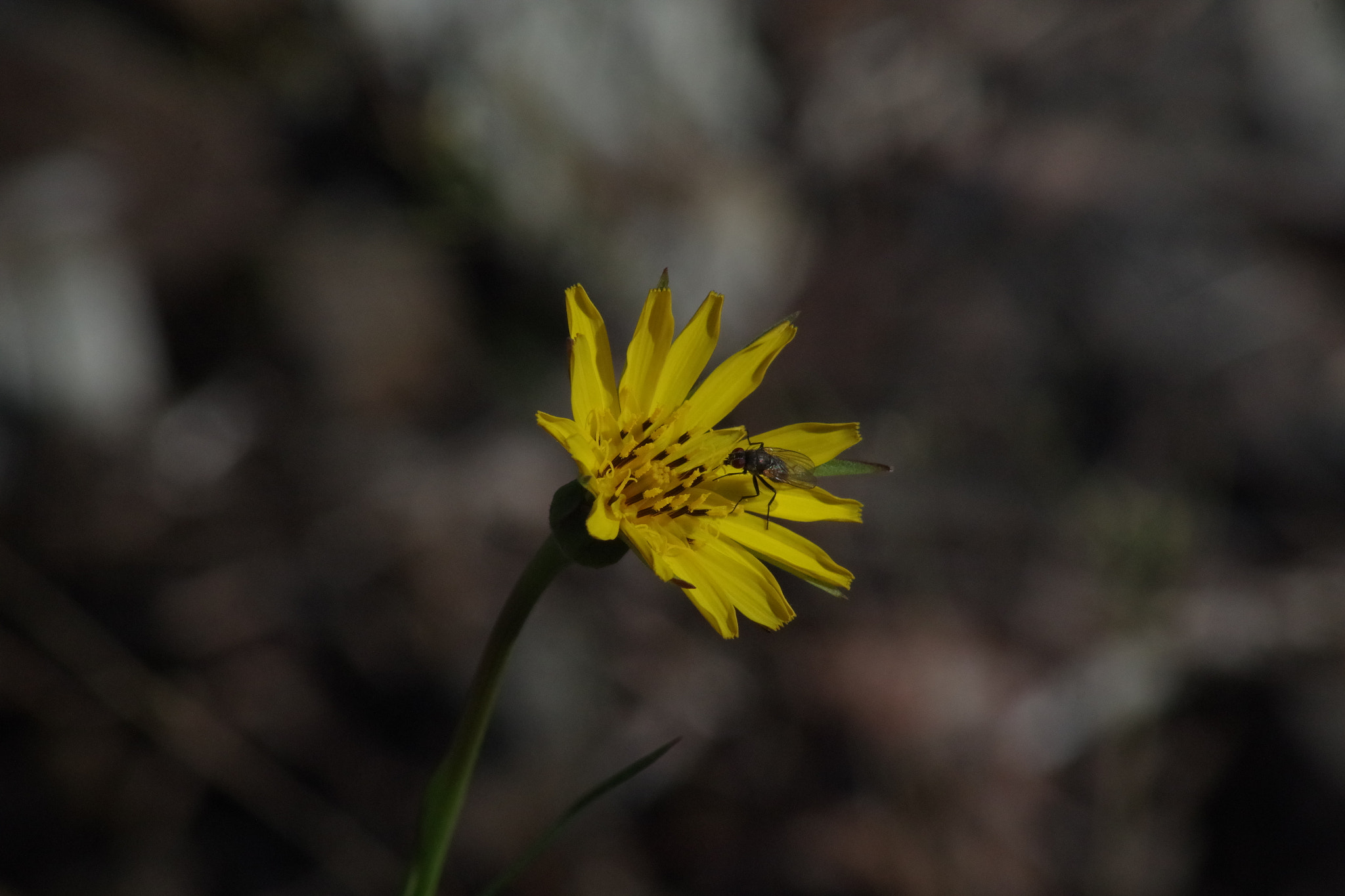 Tamron AF 70-300mm F4-5.6 Di LD Macro sample photo. ---- photography