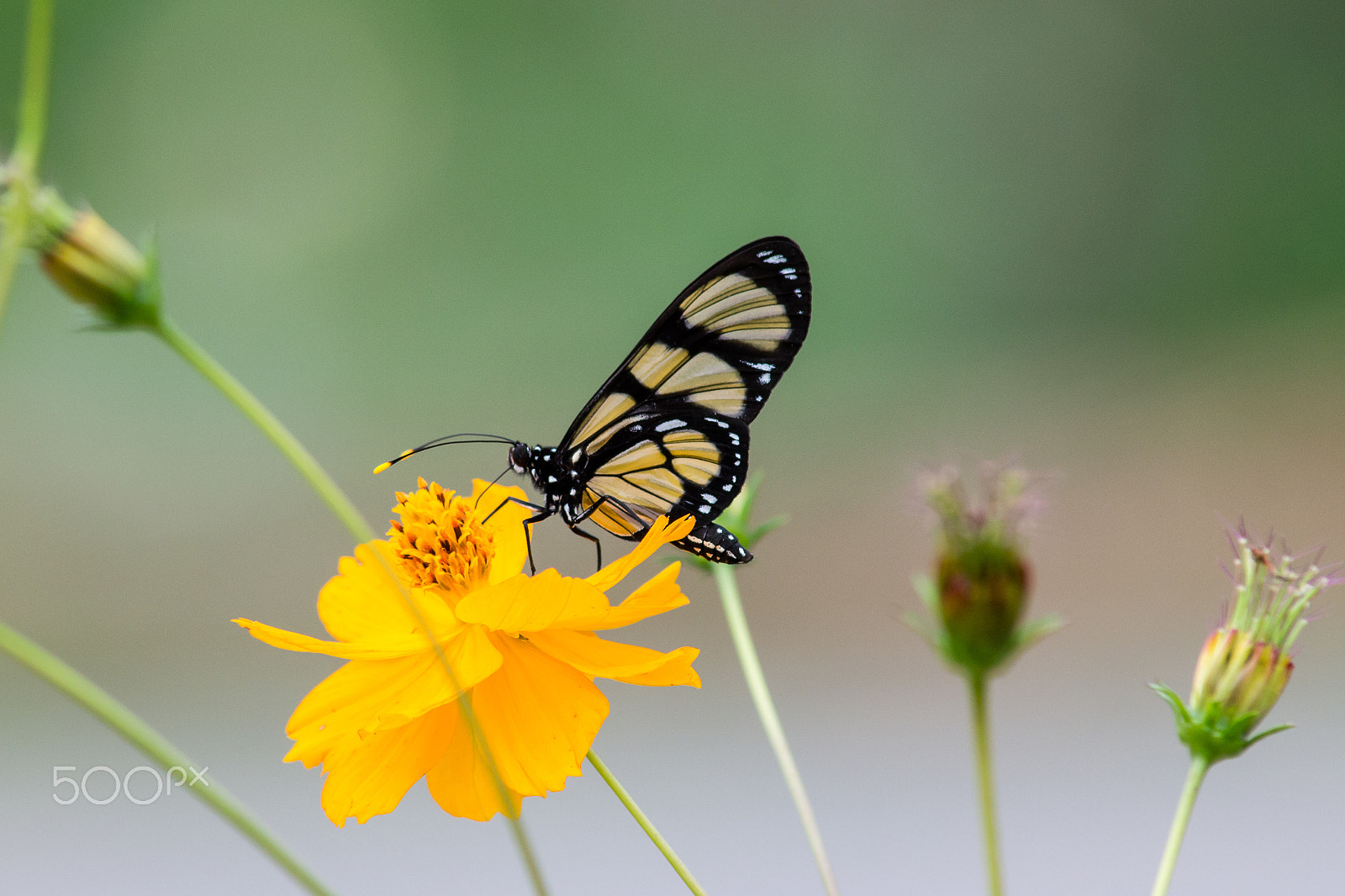 Canon EOS 650D (EOS Rebel T4i / EOS Kiss X6i) sample photo. Butterfly photography