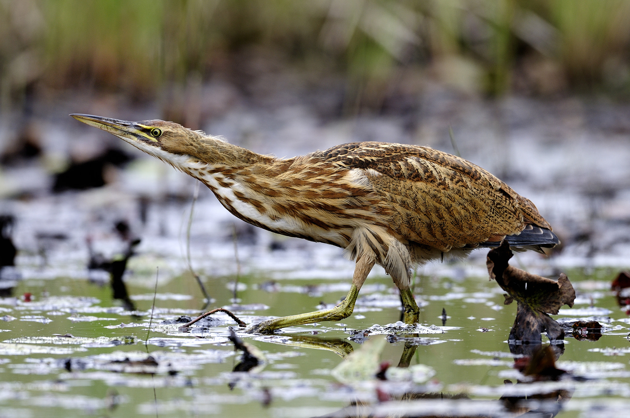 Nikon D300S + Nikon AF-S Nikkor 500mm F4G ED VR sample photo. Butor d'amérique botaurus lentiginosus americam bittern photography
