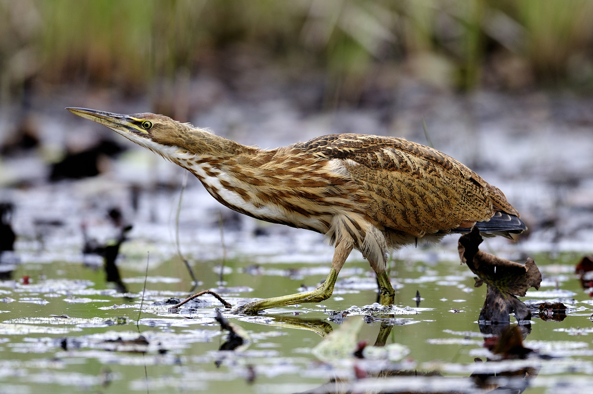 Nikon D300S + Nikon AF-S Nikkor 500mm F4G ED VR sample photo. Butor d'amérique botaurus lentiginosus americam bittern photography