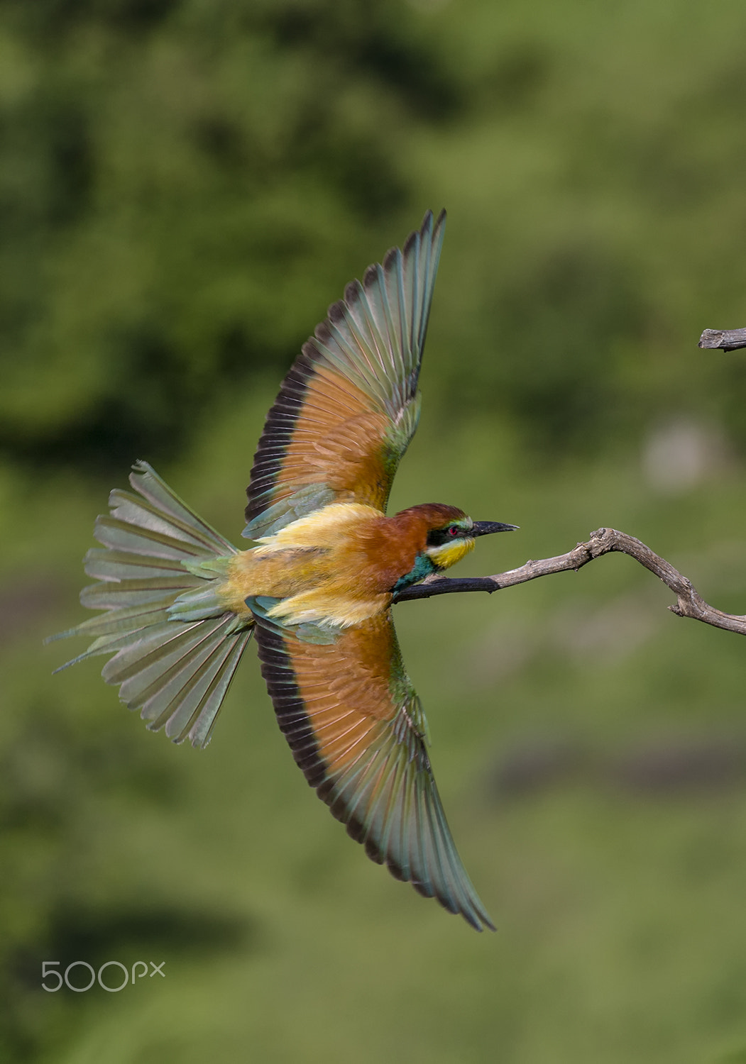 Canon EOS-1D X + Canon EF 100-400mm F4.5-5.6L IS II USM sample photo. Bee-eater photography