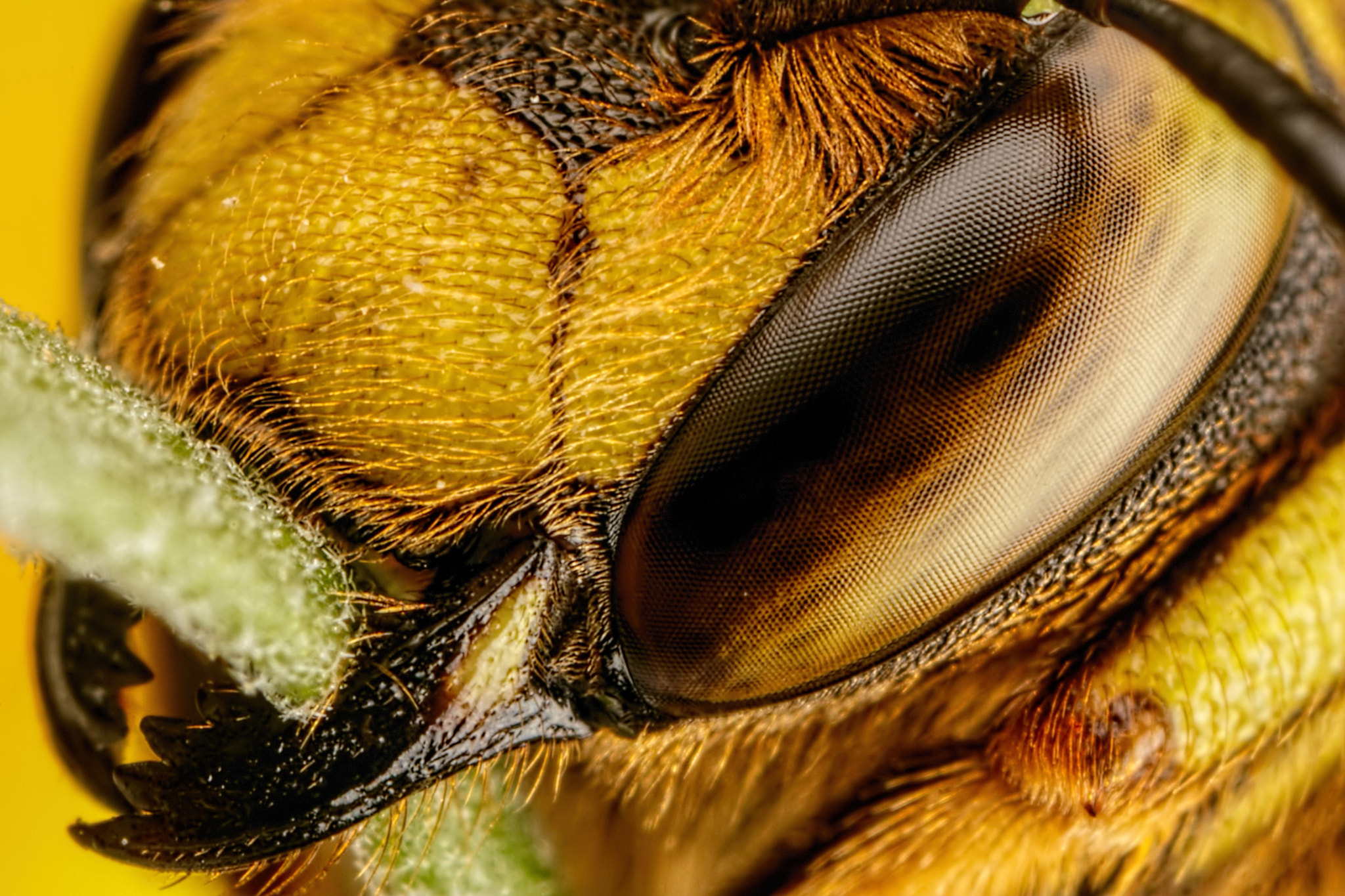 Canon MP-E 65mm F2.5 1-5x Macro Photo sample photo. European wool carder bee vii photography