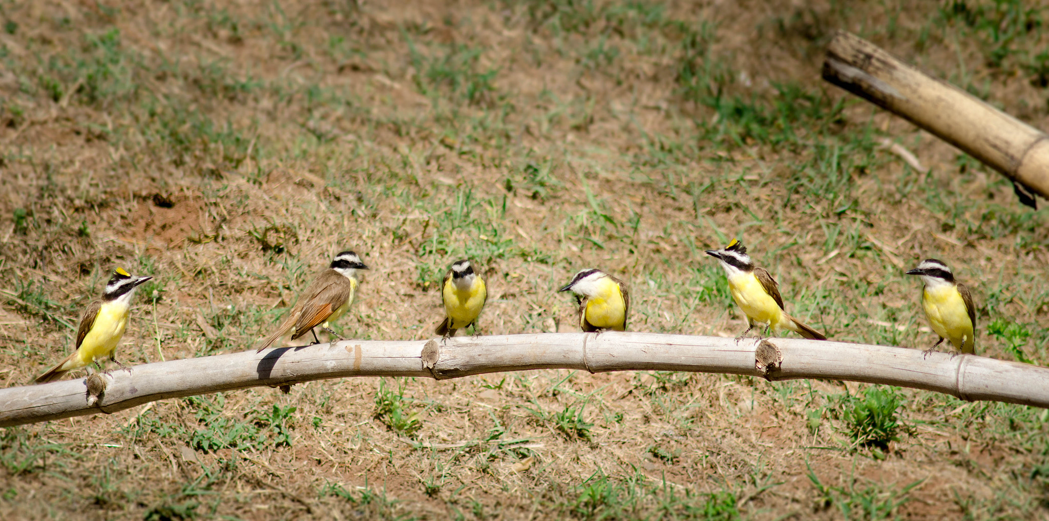 Nikon D7000 + AF Nikkor 300mm f/4 IF-ED sample photo. Pechos amarillos - myiozetetes similis photography