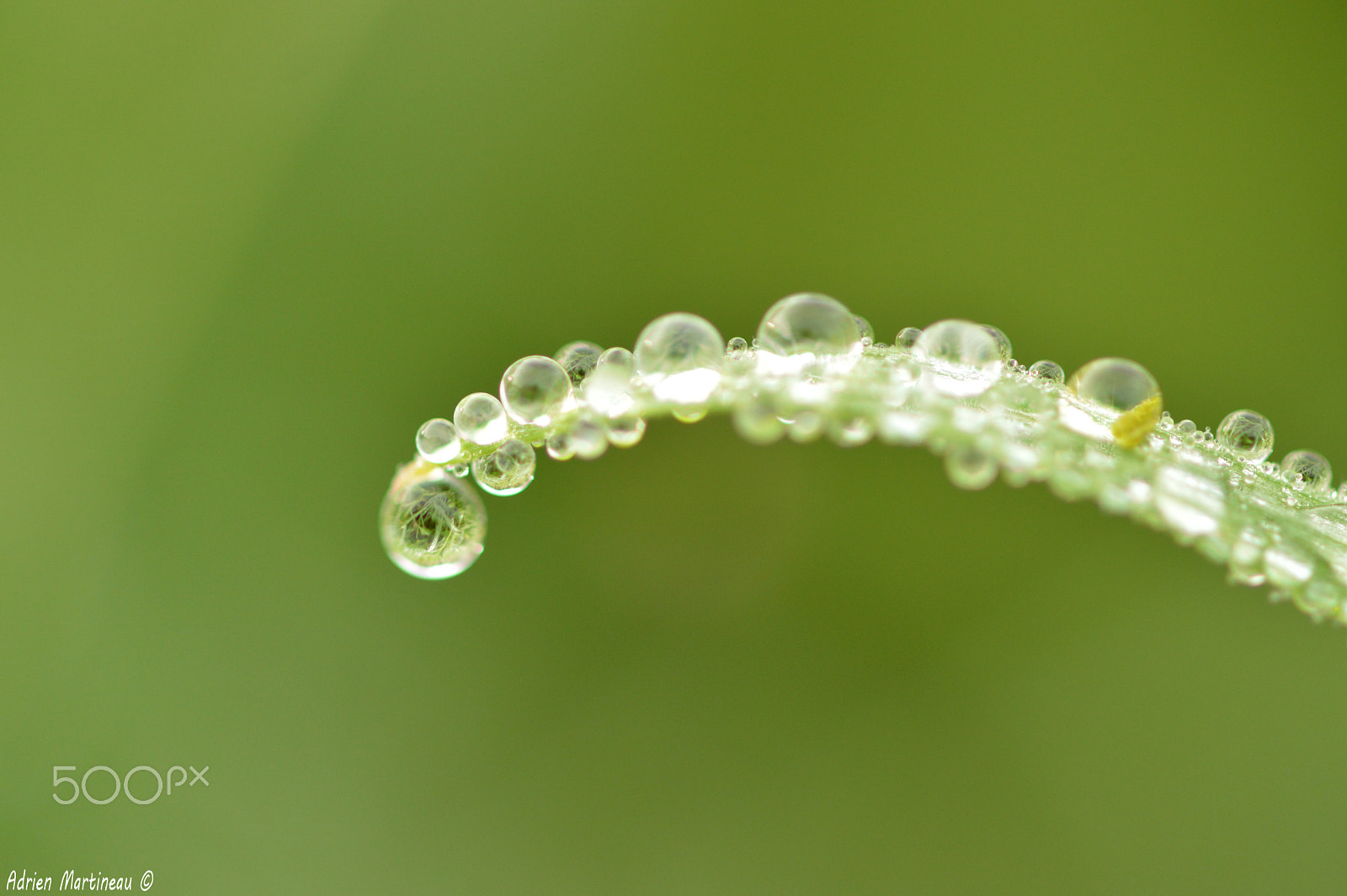 Nikon AF-S Micro-Nikkor 105mm F2.8G IF-ED VR sample photo. La rosée photography