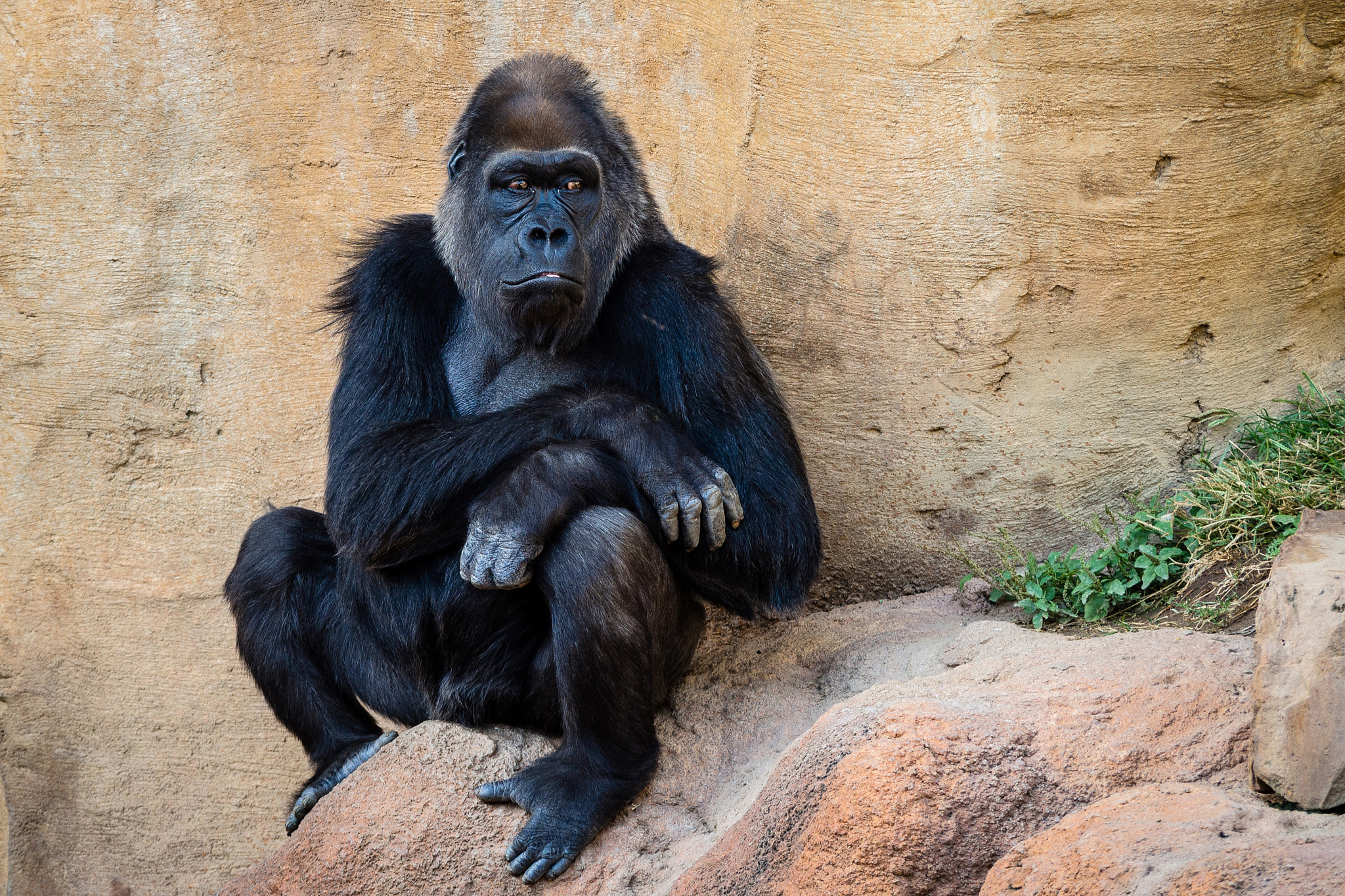 Olympus OM-D E-M5 sample photo. Western gorilla (2014) | em520074.jpg photography