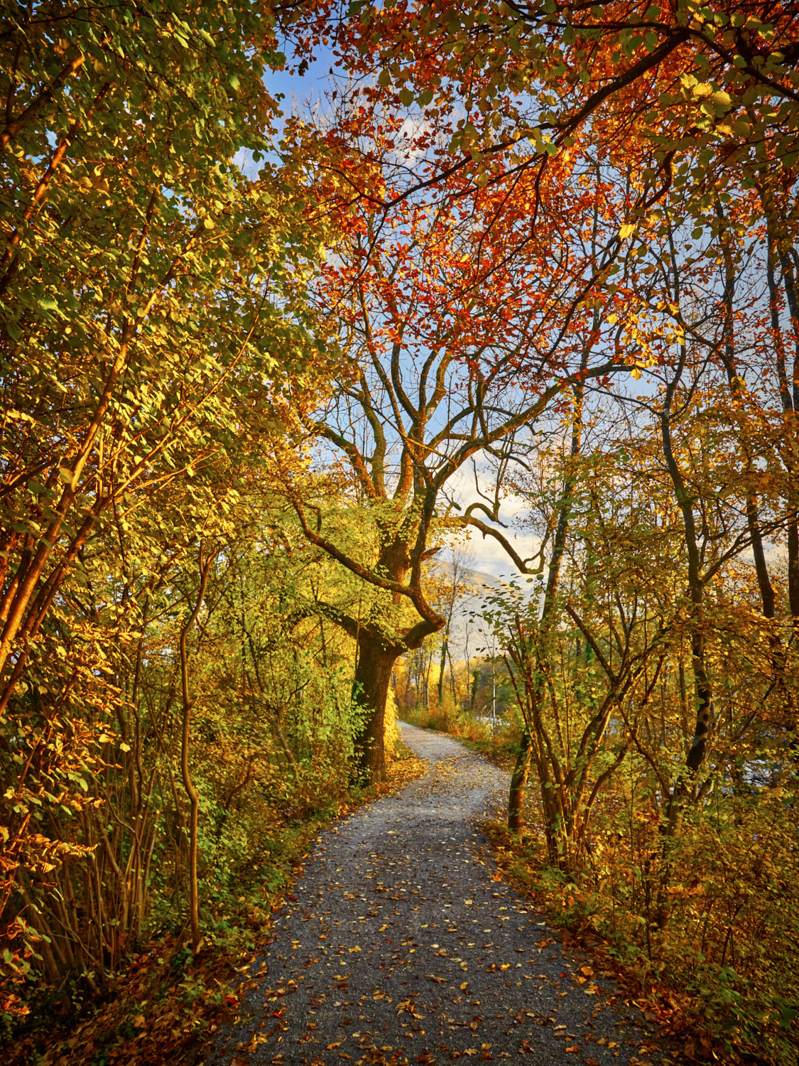 Olympus PEN E-PL7 + OLYMPUS M.12mm F2.0 sample photo. Weiser baum photography