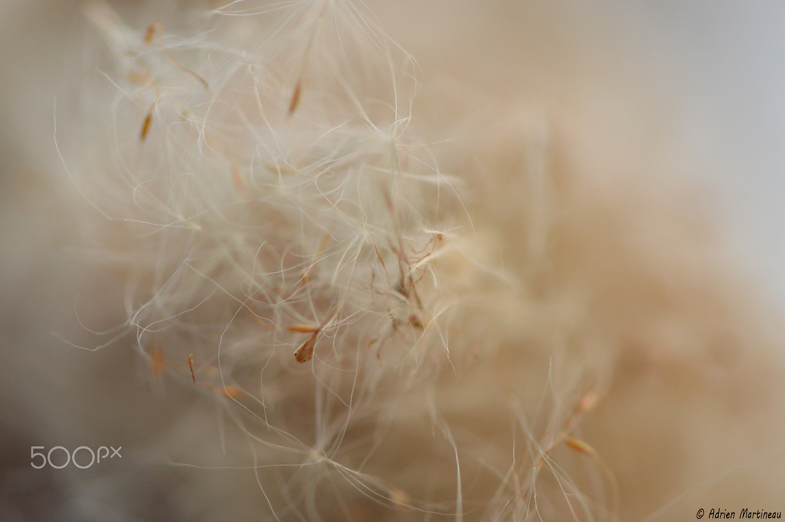 Nikon AF-S Micro-Nikkor 105mm F2.8G IF-ED VR sample photo. Roseau photography