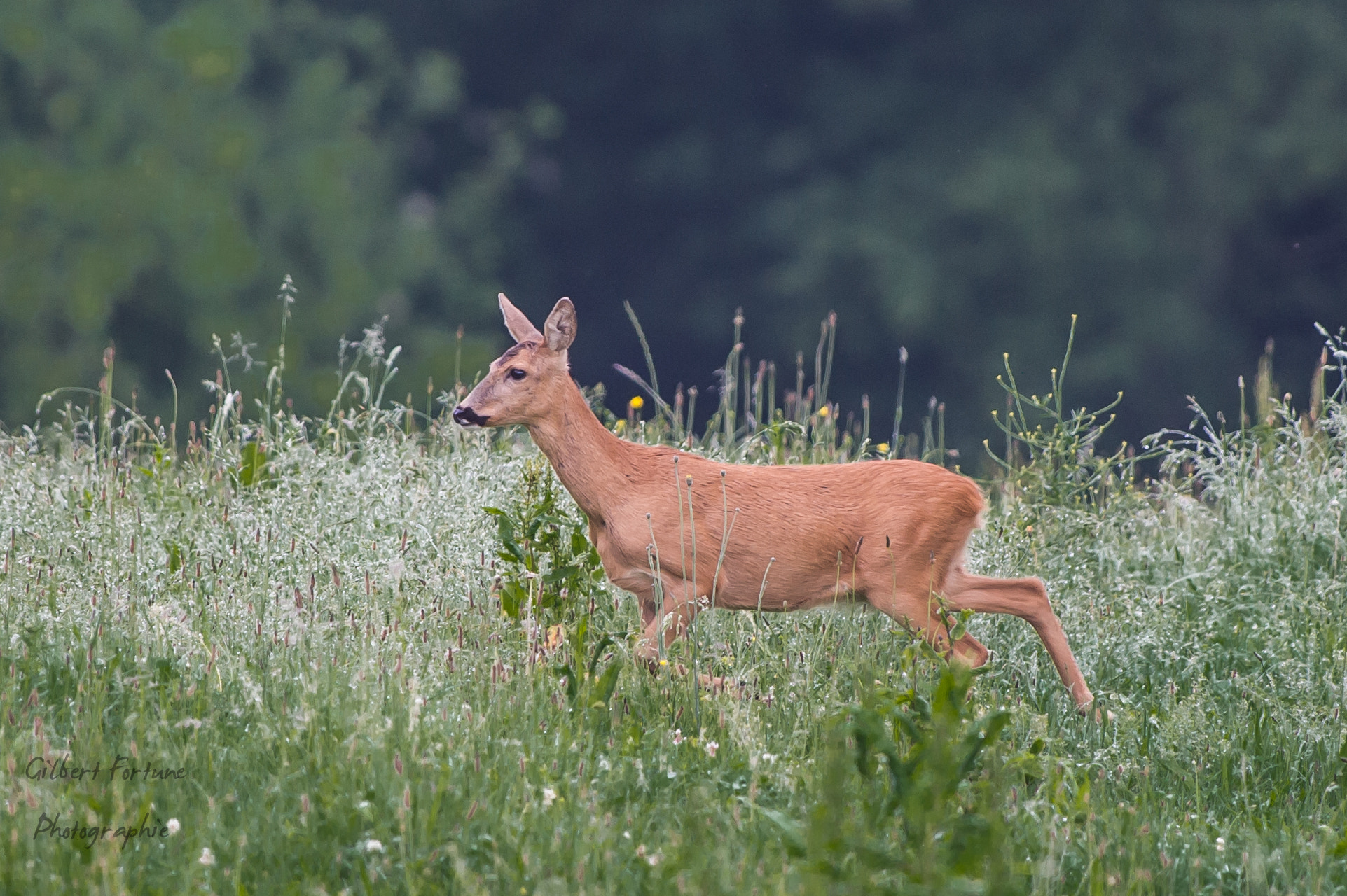 Nikon AF-S Nikkor 300mm F2.8G ED VR II sample photo. Chevrette dans les champs photography