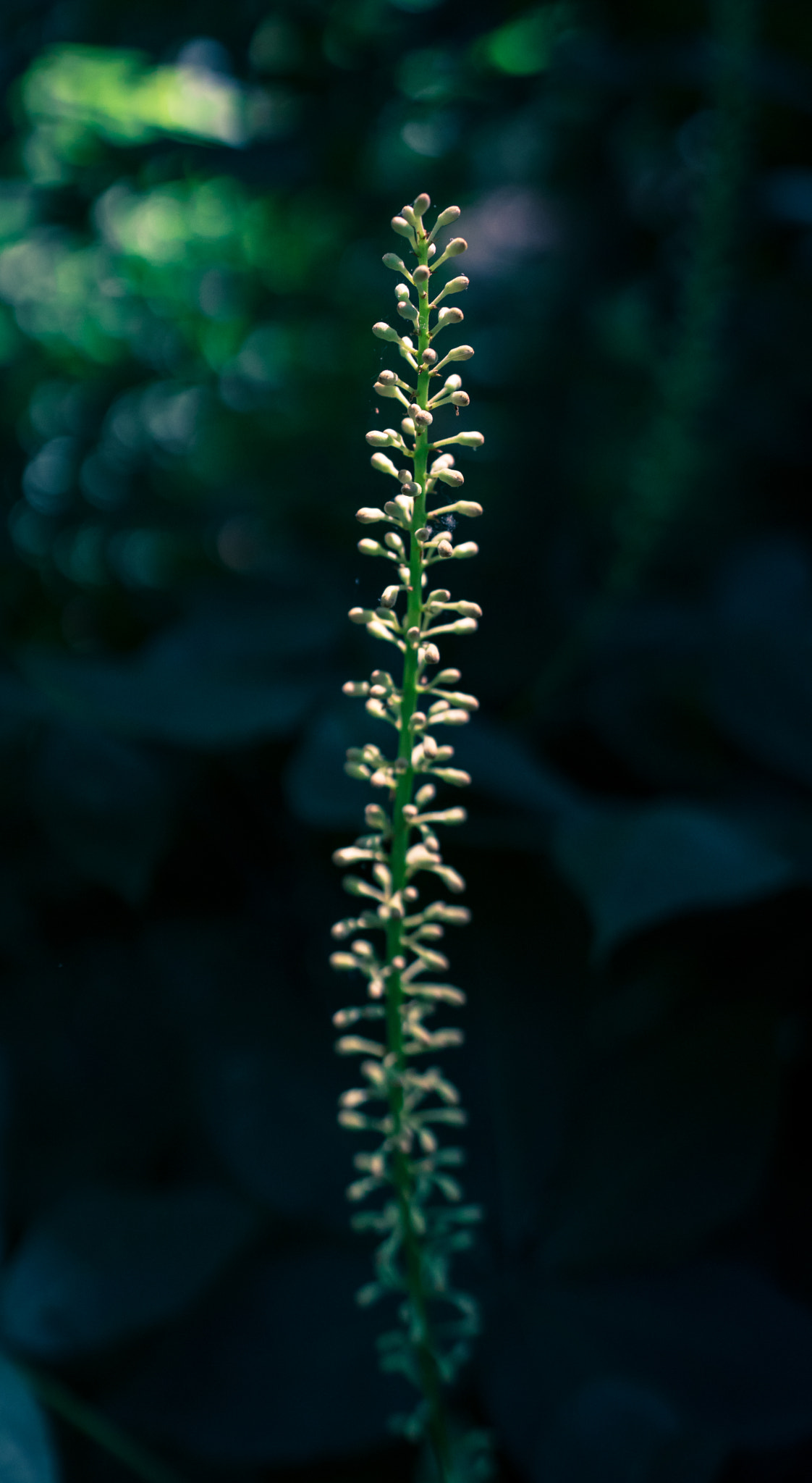 Sony a6300 + 18-35mm F1.8 DC HSM | Art 013 sample photo. In the light photography