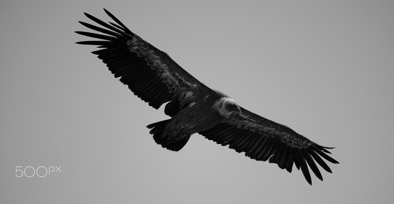 Sigma 150-500mm F5-6.3 DG OS HSM sample photo. Vautour fauve (gyps fulvus) photography