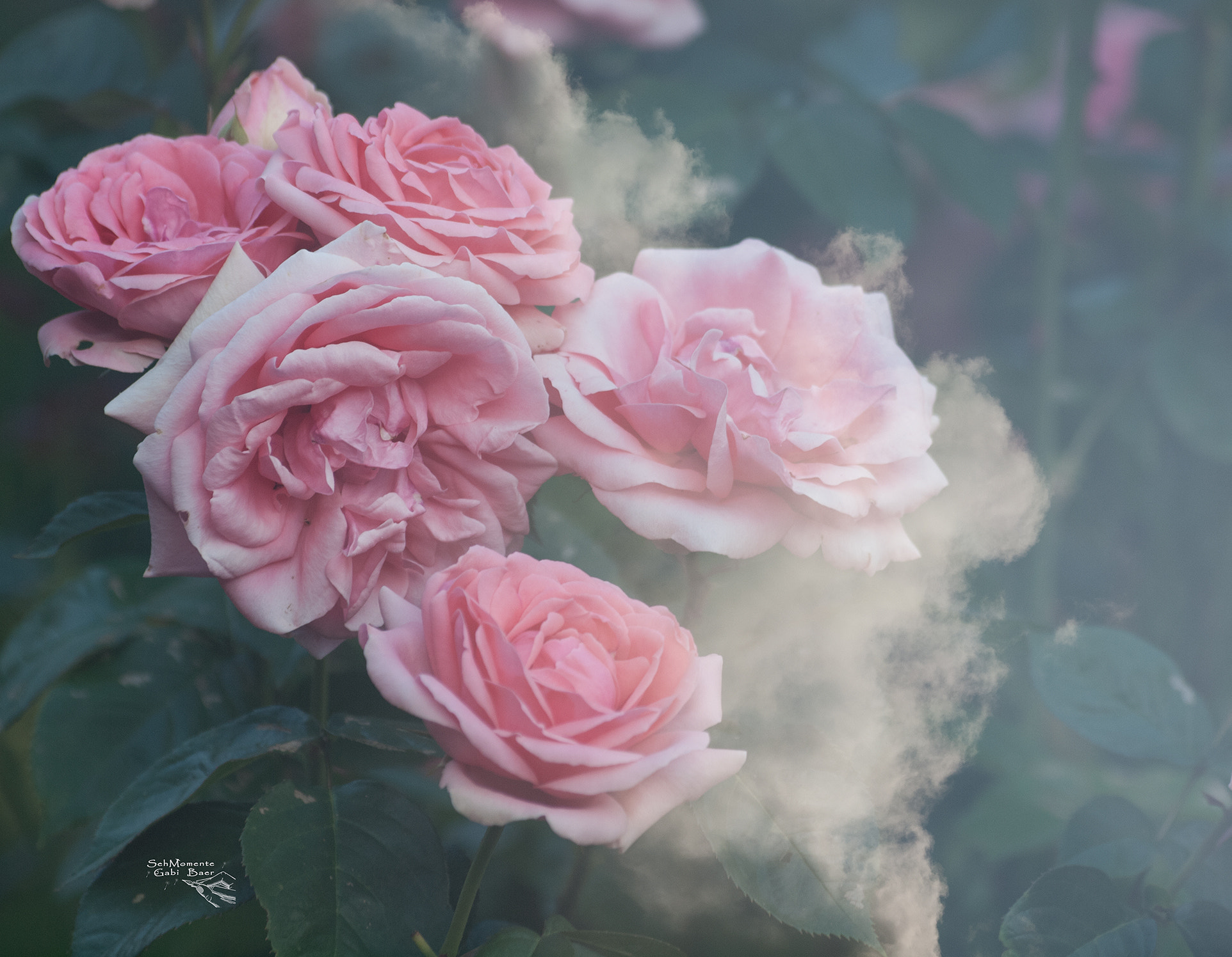 Olympus Zuiko Digital ED 70-300mm F4.0-5.6 sample photo. Rosenhimmel photography