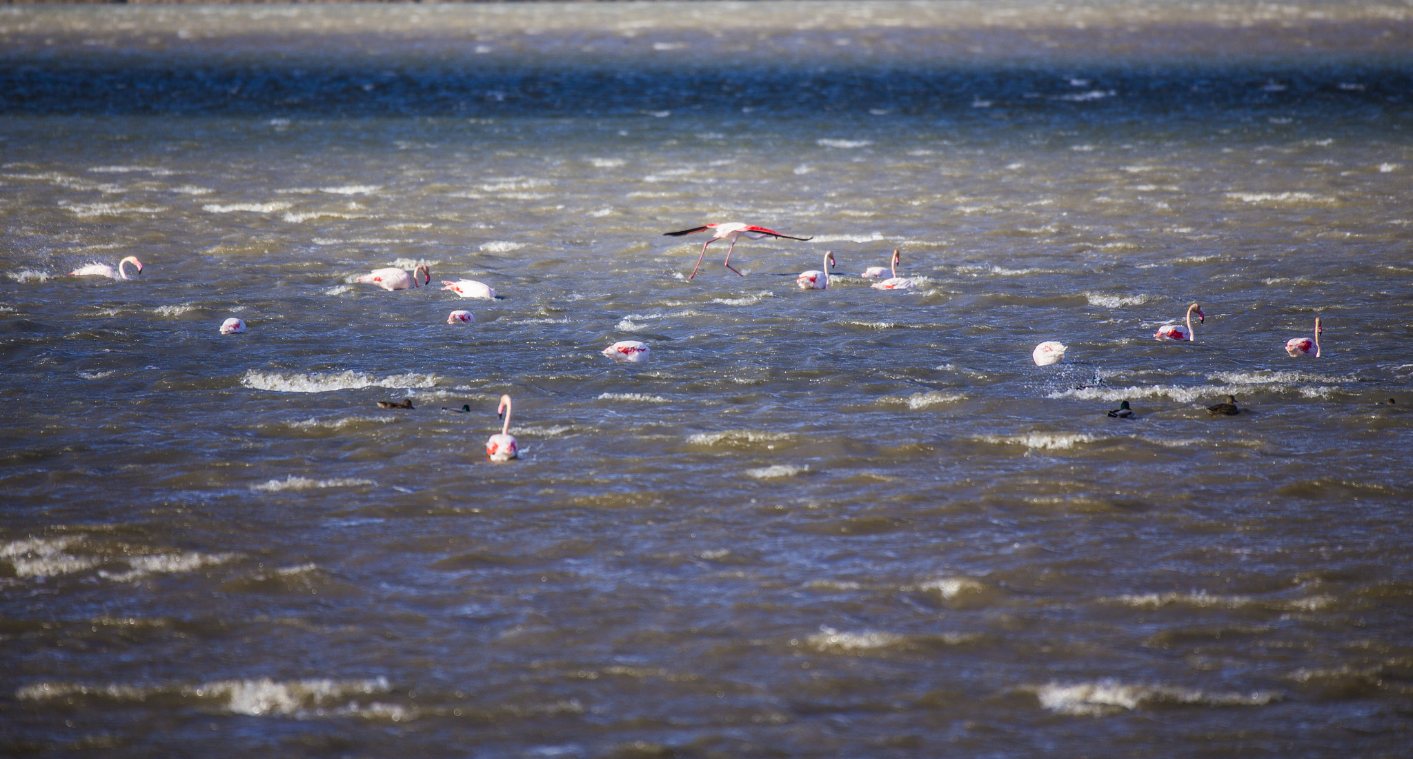 Sigma 150-600mm F5-6.3 DG OS HSM | C sample photo. Flamencos y olas photography