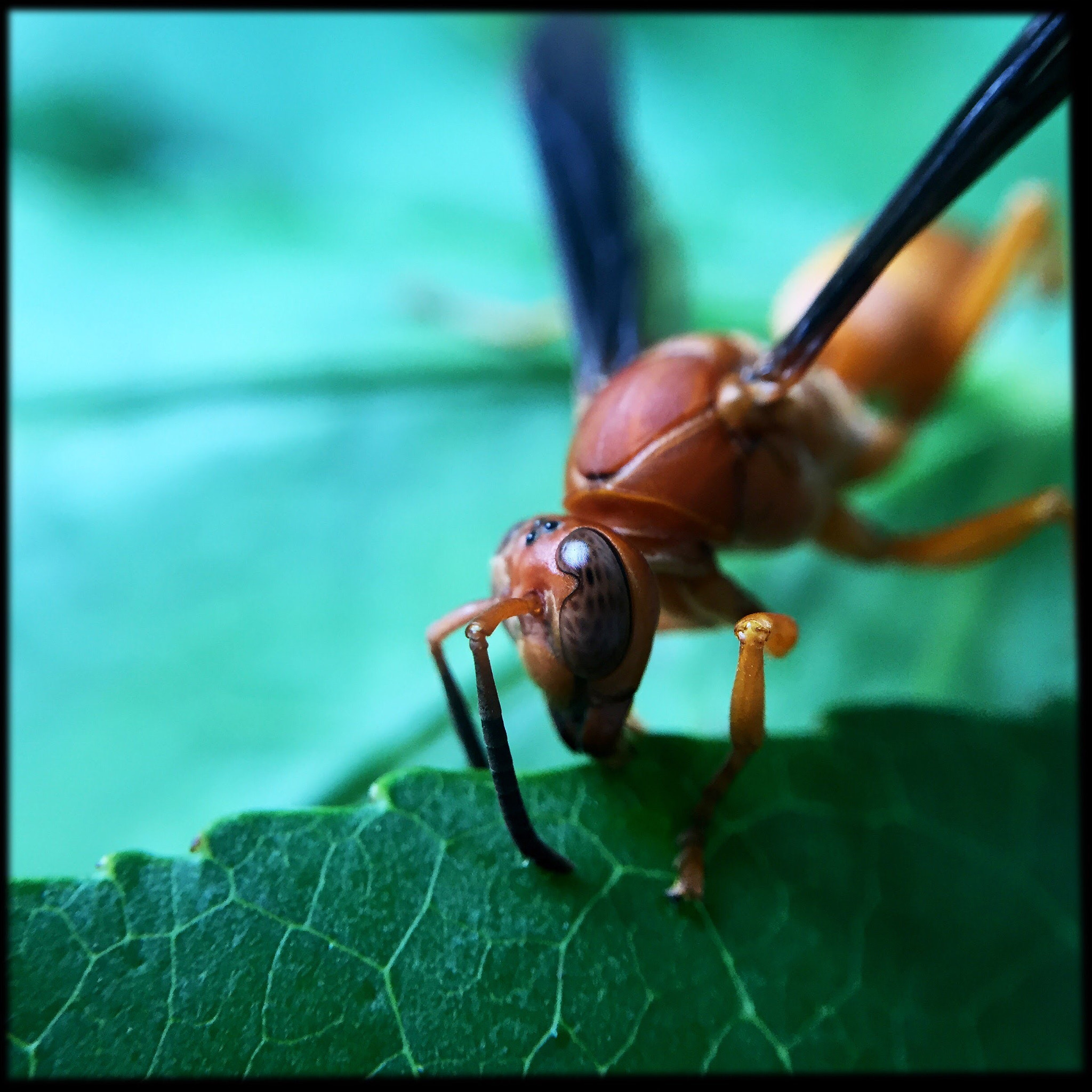 Hipstamatic 280 sample photo. A wasp eating out photography