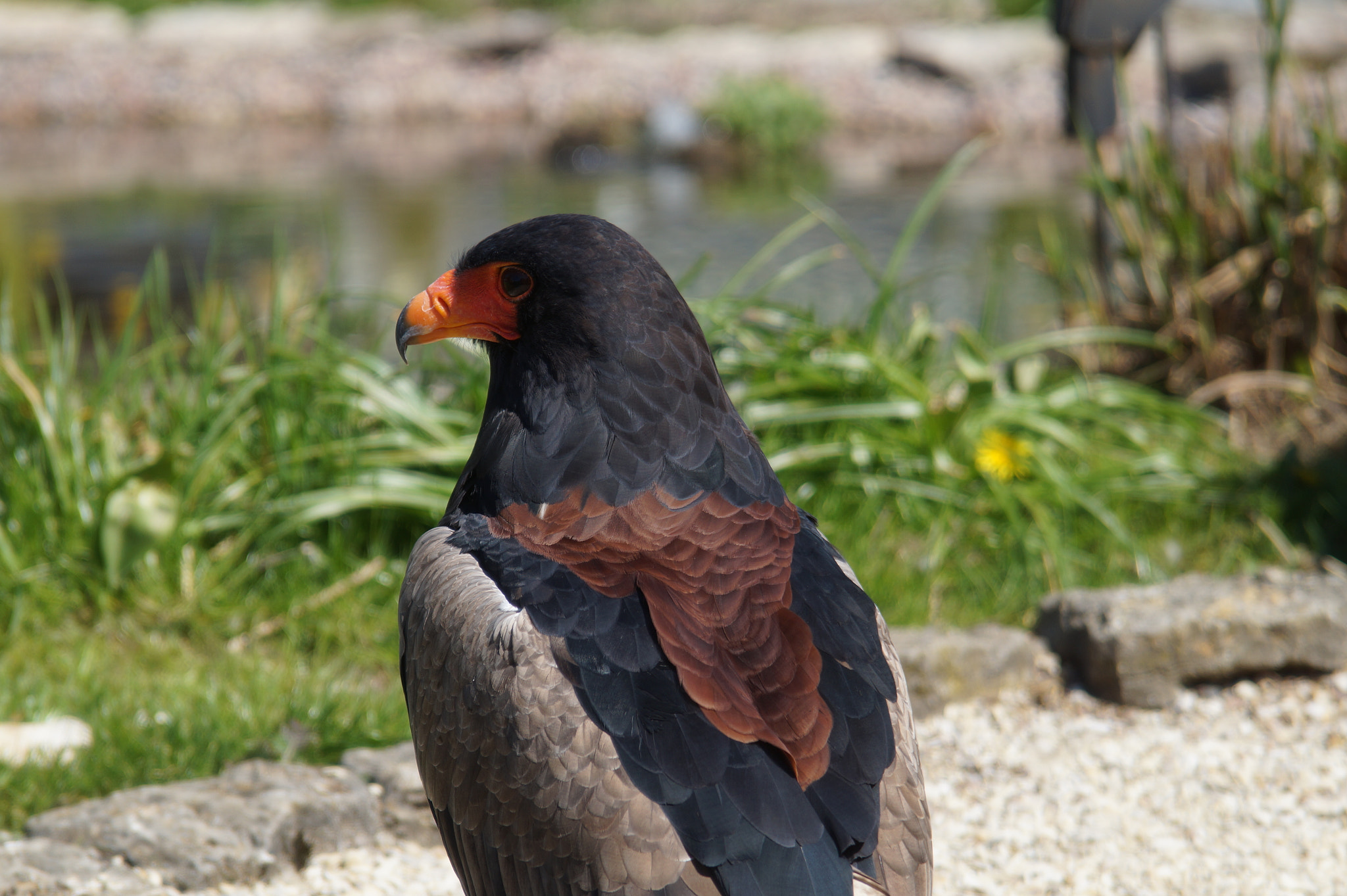 Minolta AF 28-105mm F3.5-4.5 [New] sample photo. Bateleur photography