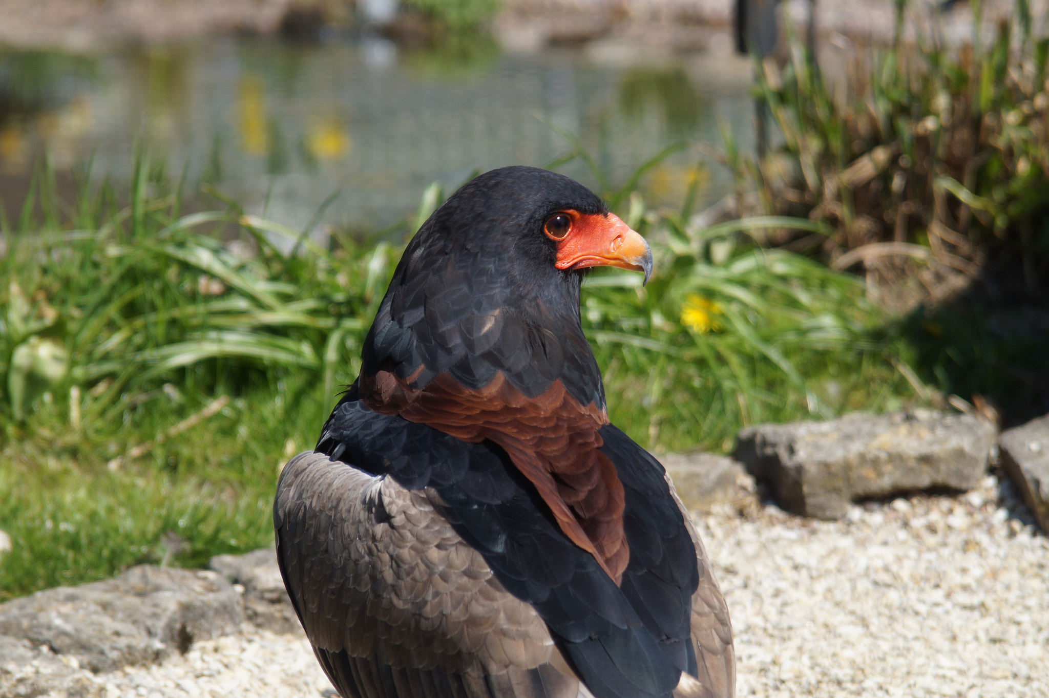 Sony SLT-A58 + Minolta AF 28-105mm F3.5-4.5 [New] sample photo. Bateleur photography