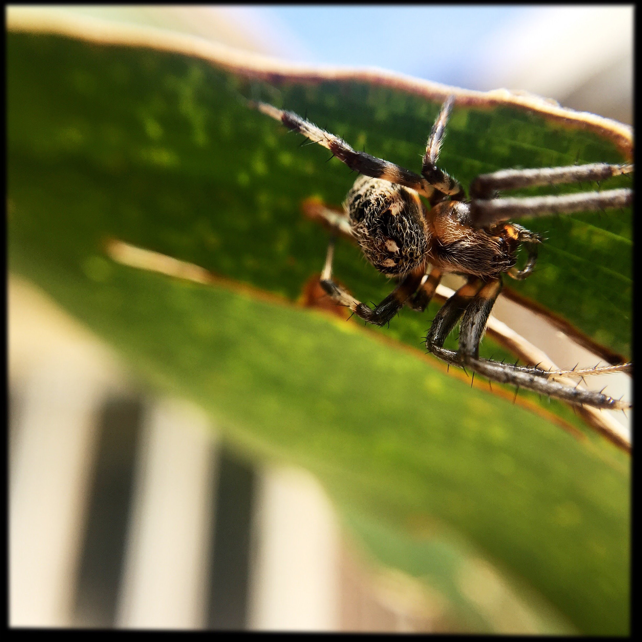 Hipstamatic 280 sample photo. A spider taking a walk photography