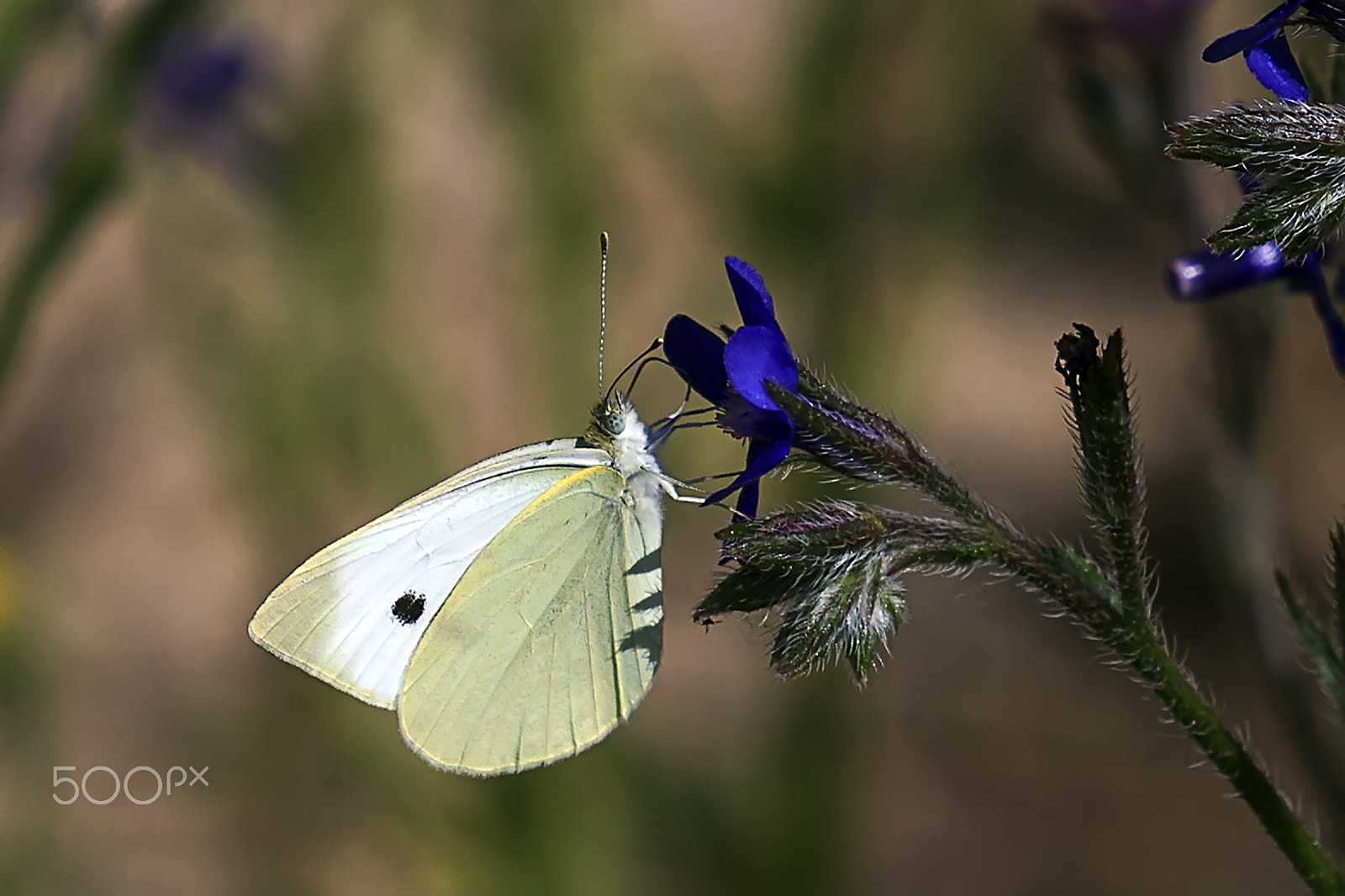 Canon EF 35-350mm F3.5-5.6L USM sample photo. Blanquita de la col (pieris rapae) photography