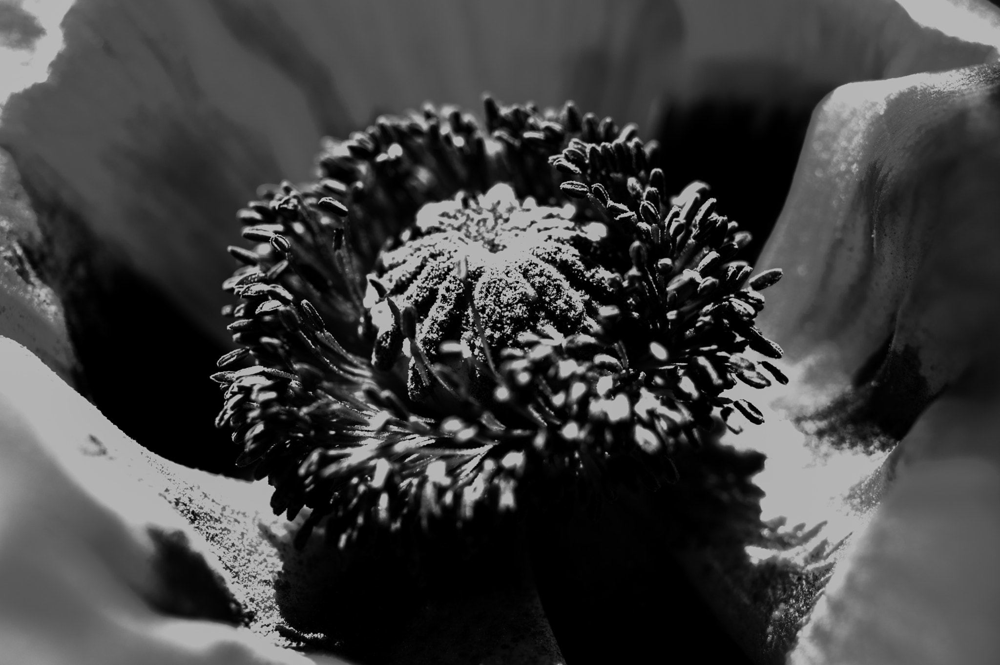 Pentax smc DA 35mm F2.8 Macro Limited sample photo. B&w center photography