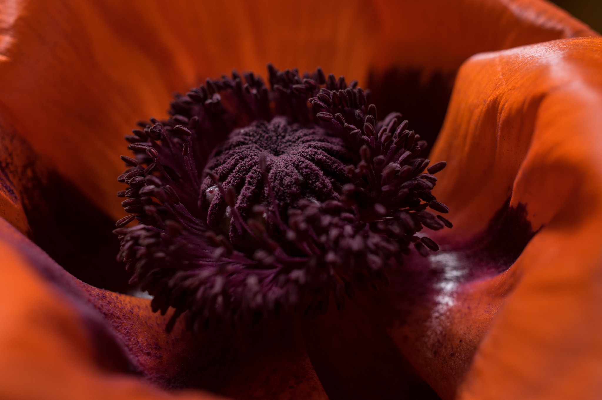 Pentax smc DA 35mm F2.8 Macro Limited sample photo. Poppy center photography