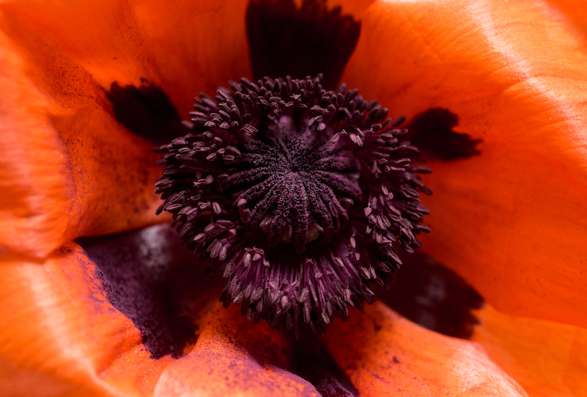 Pentax smc DA 35mm F2.8 Macro Limited sample photo. Macro poppy photography