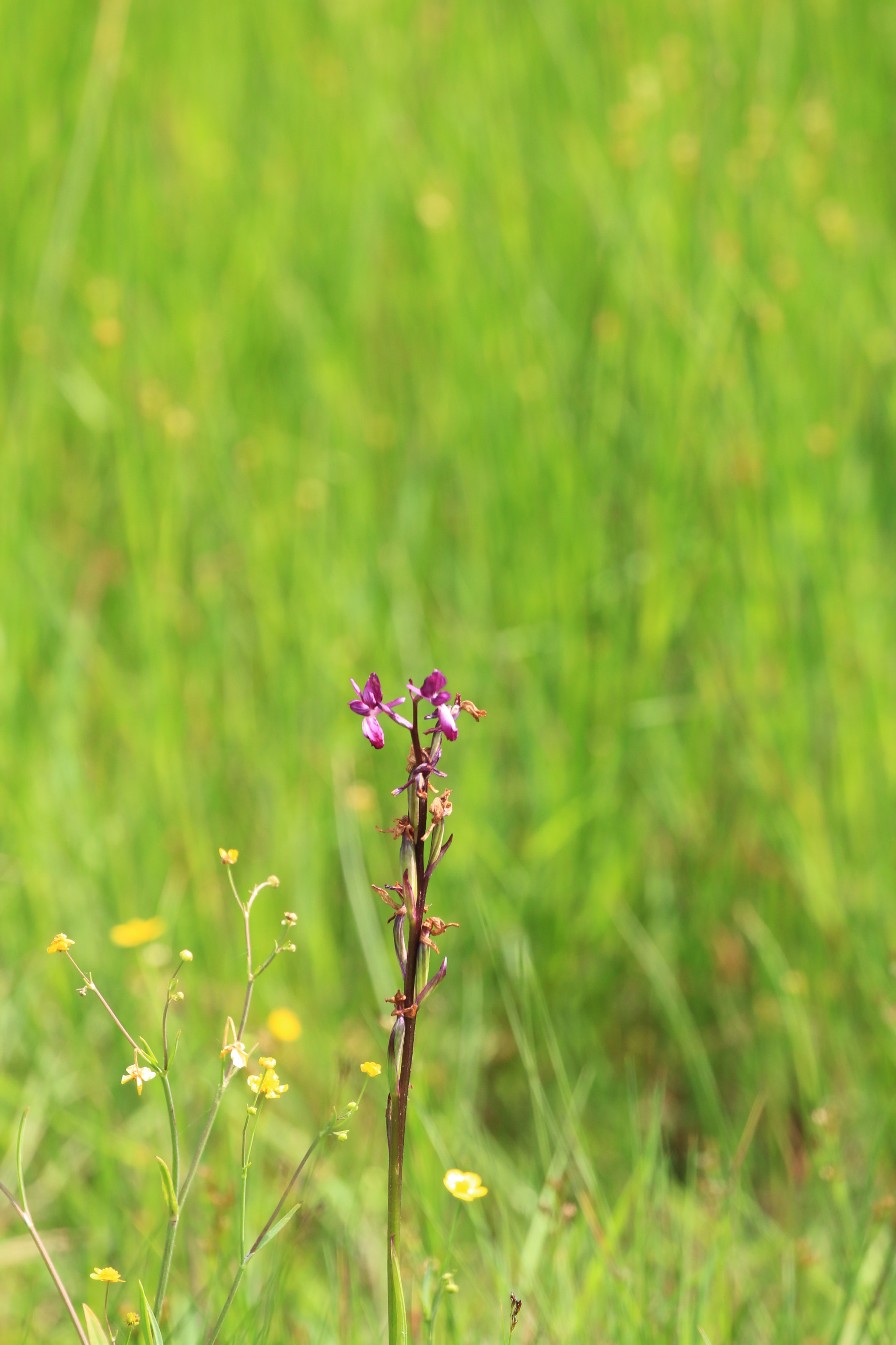 Canon EF 100-400mm F4.5-5.6L IS II USM sample photo. Orchi 01.jpg photography