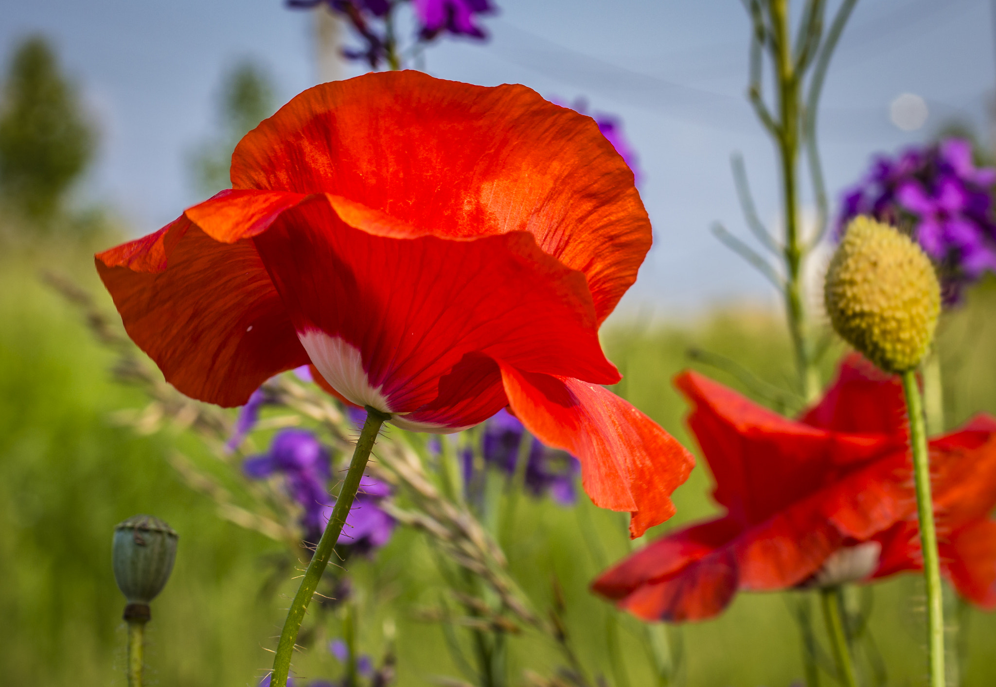 Nikon D3200 + Sigma 50mm F2.8 EX DG Macro sample photo. Gentil coquelicot photography