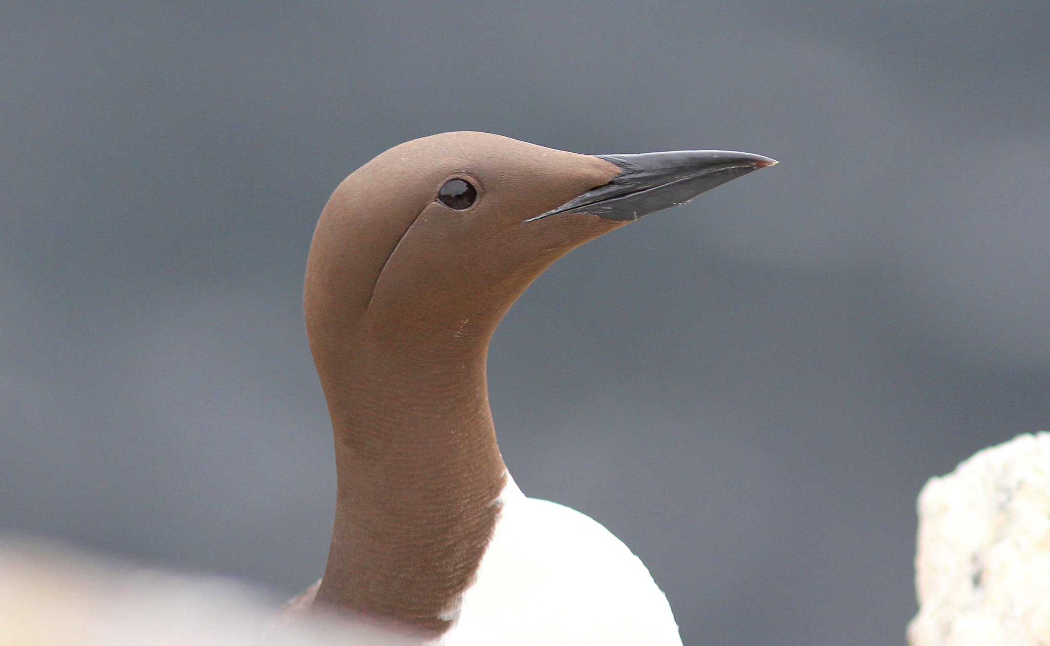 Canon EF 300mm F4L IS USM sample photo. Guillimot photography