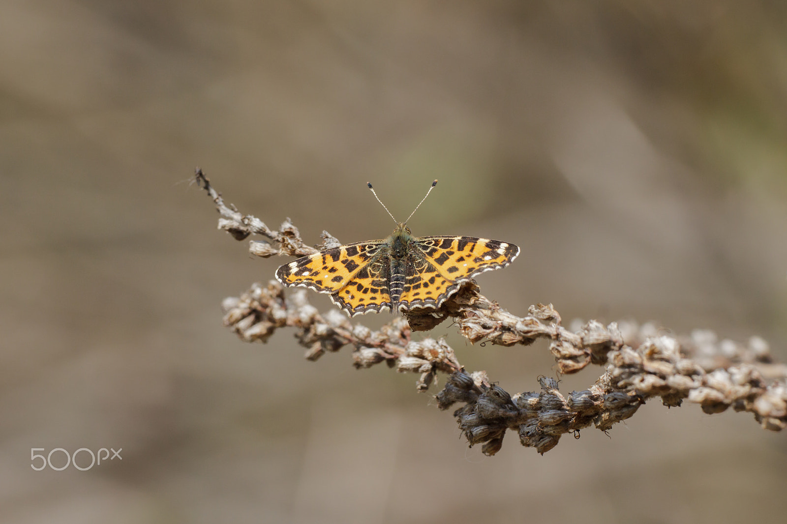 Canon EF 180mm F3.5L Macro USM sample photo. The map (araschnia levana) photography