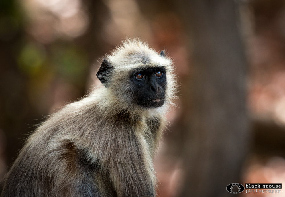 Canon EF 100-400mm F4.5-5.6L IS II USM sample photo. Lost in her thoughts photography