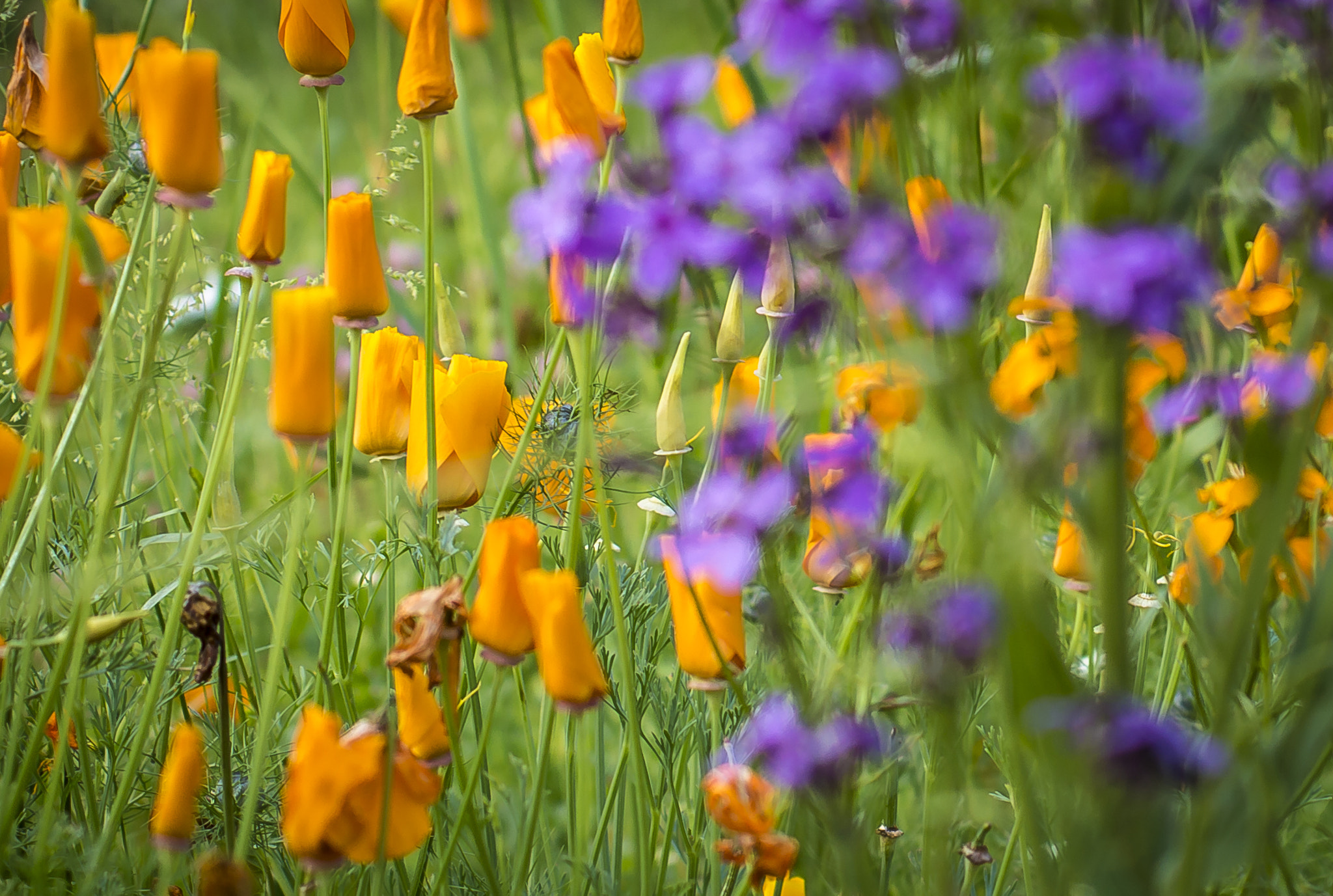 Nikon D3200 + Sigma 50mm F2.8 EX DG Macro sample photo. Bouquet de fleurs photography