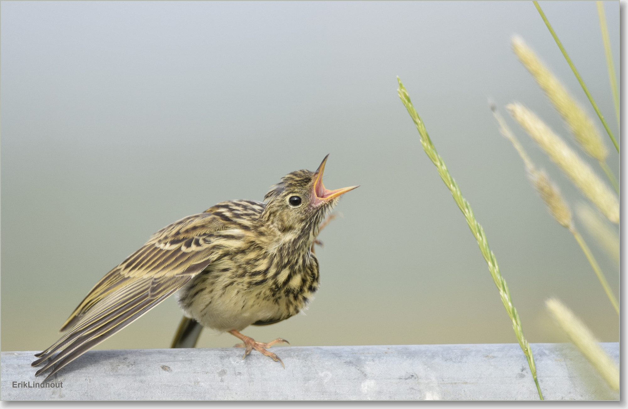 Sigma 150-600mm F5-6.3 DG OS HSM | C sample photo. Hey..go away!!! photography