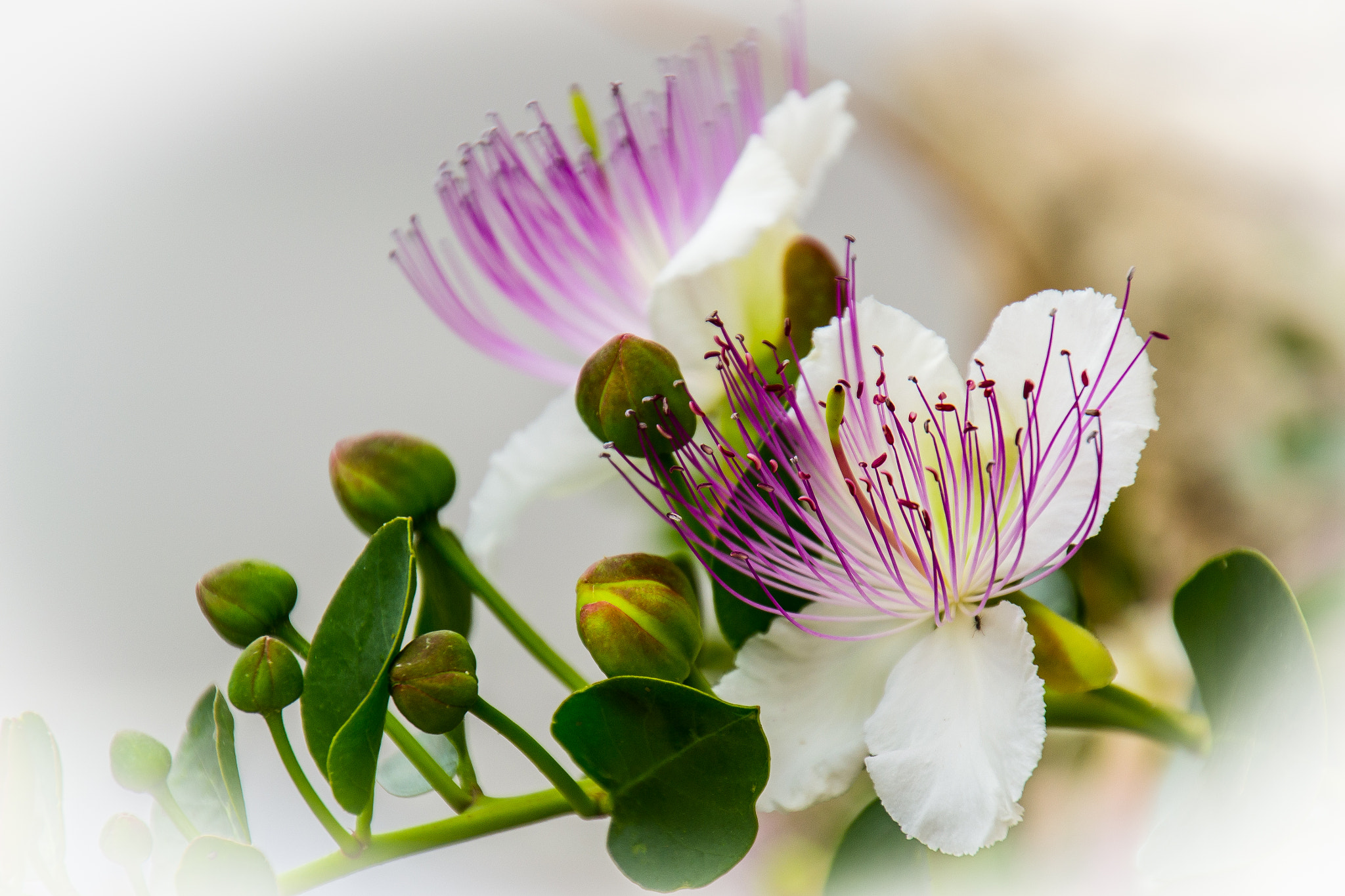 Nikon D3100 sample photo. Mallorcaflower photography