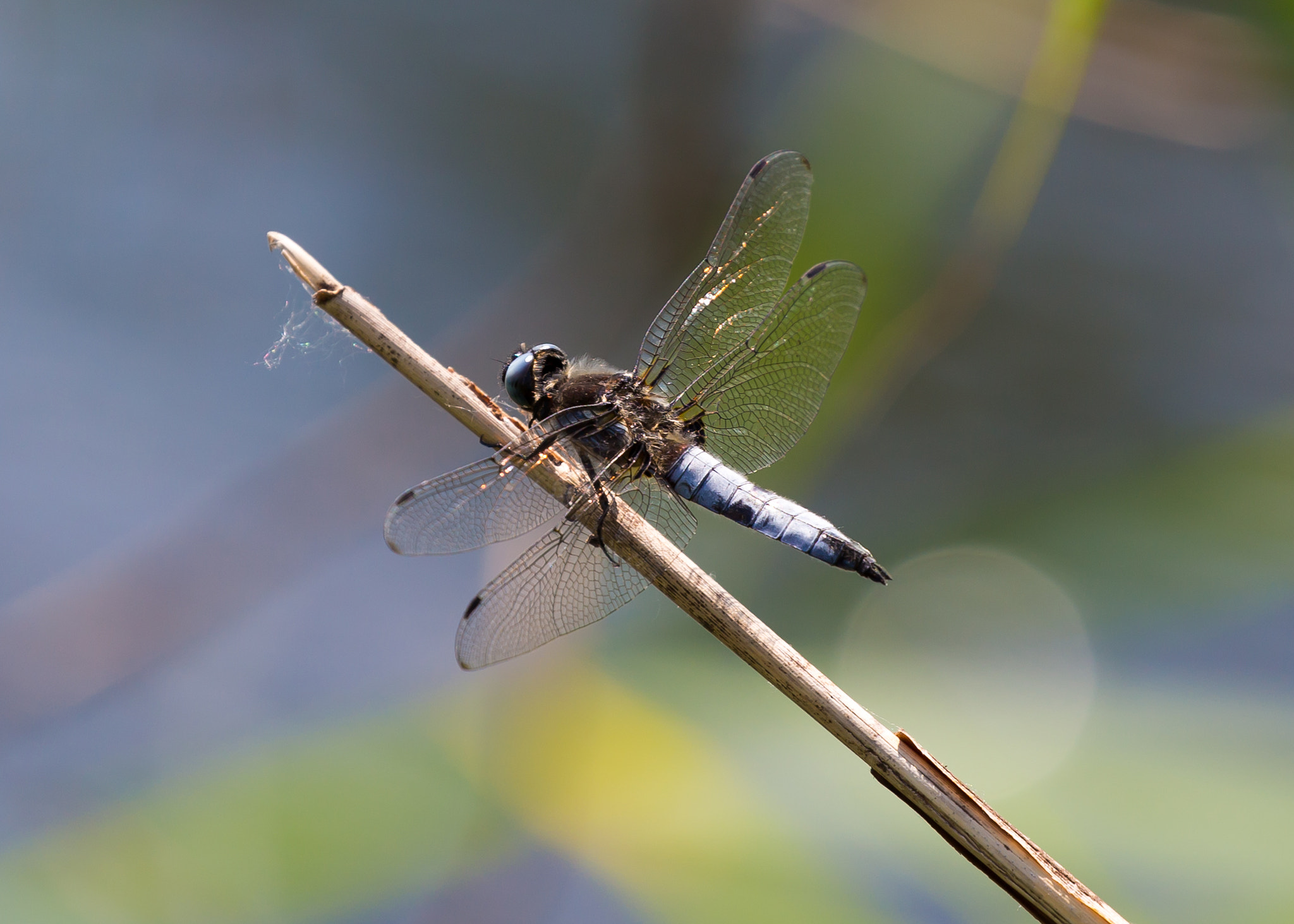 Canon EF 100-400mm F4.5-5.6L IS II USM sample photo. Dragonfly photography