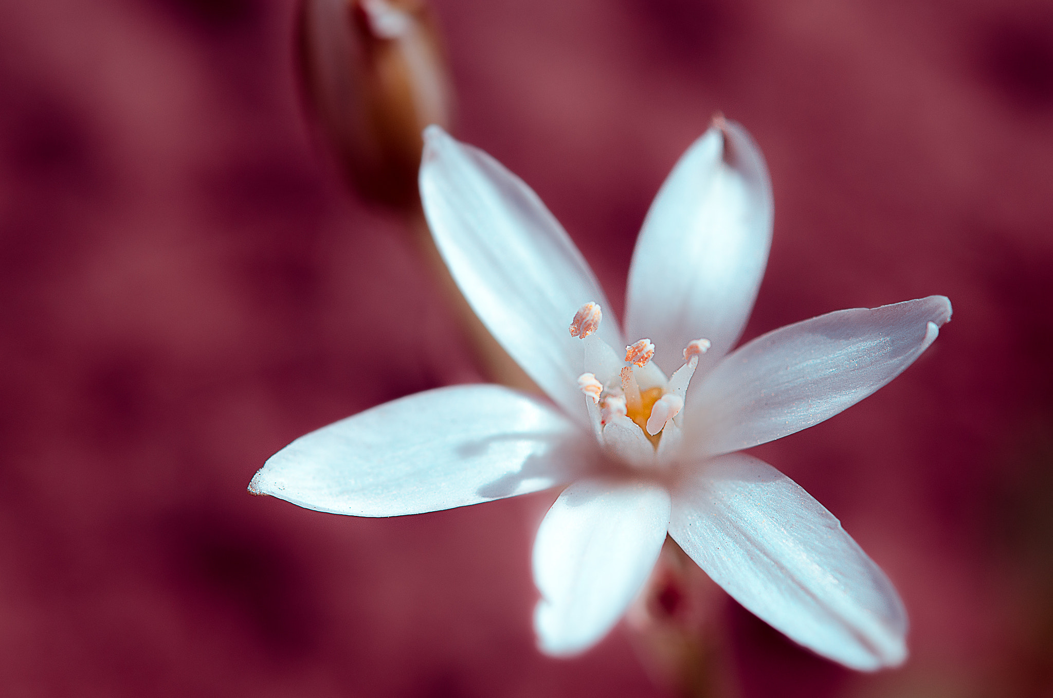 Nikon AF-S Micro-Nikkor 60mm F2.8G ED sample photo. White star photography
