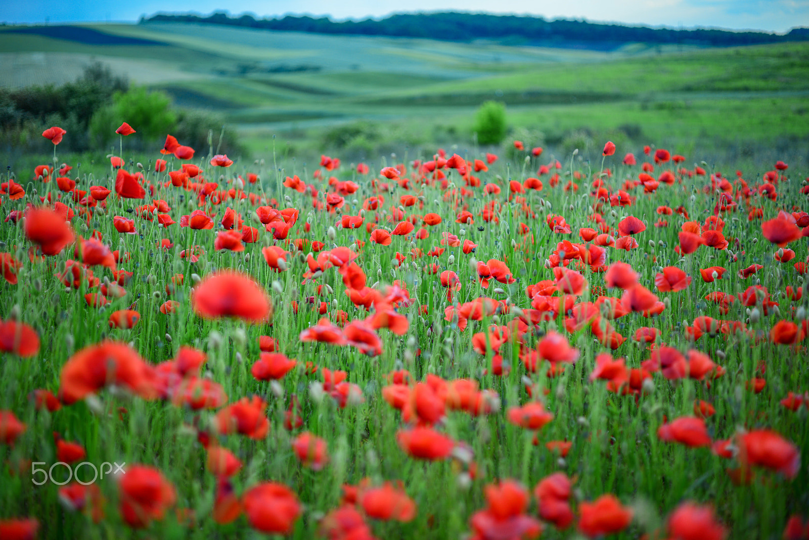ZEISS Makro-Planar T* 50mm F2 sample photo. Poppy field photography