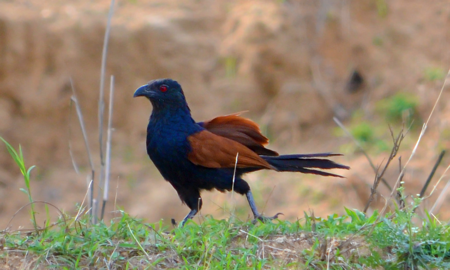 Nikon D5100 + Nikon AF Nikkor 24mm F2.8D sample photo. Coucal photography