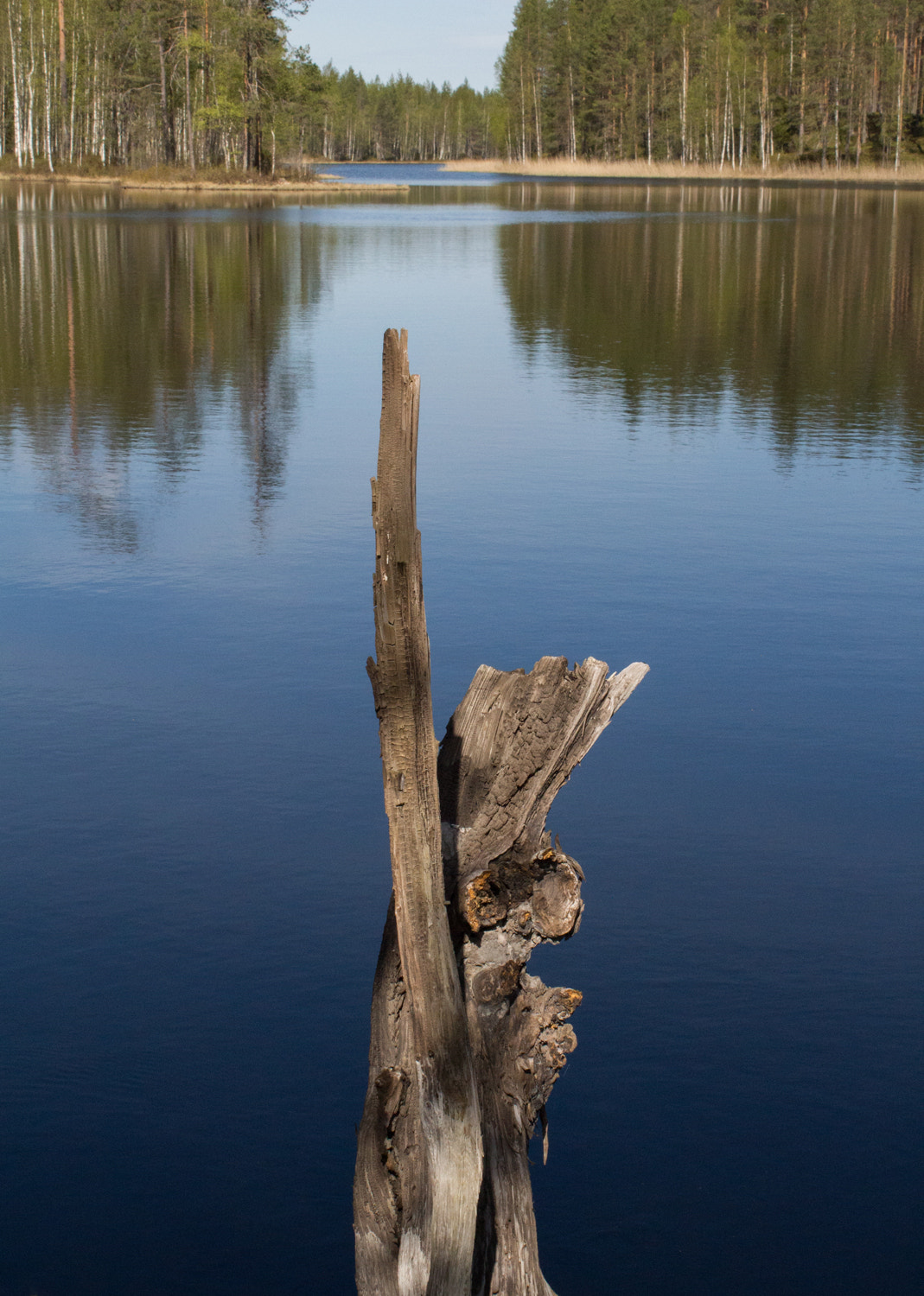 Canon EOS M sample photo. Some kind of deadwood and reflektions photography