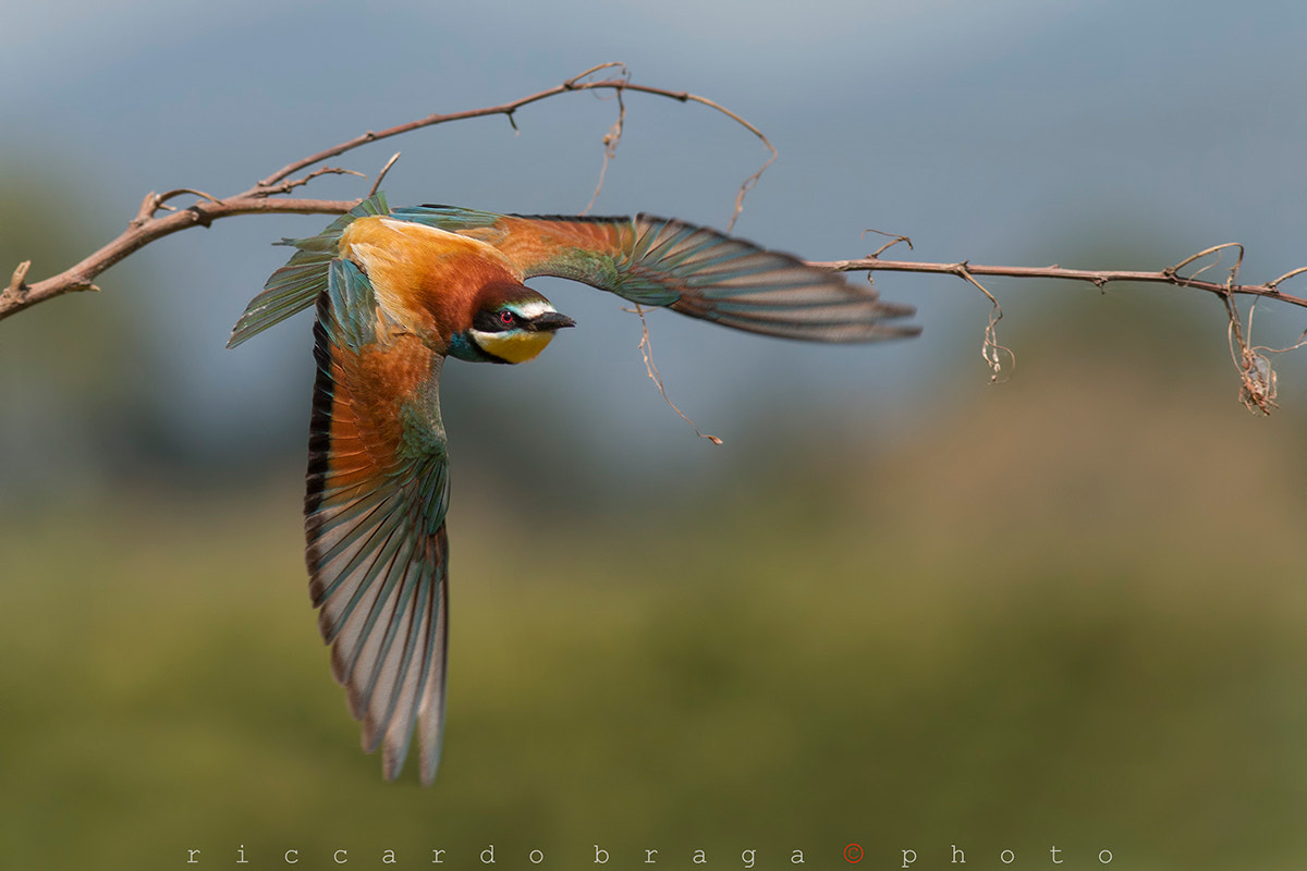Canon EOS 70D + Canon EF 400mm F5.6L USM sample photo. Bee eater photography