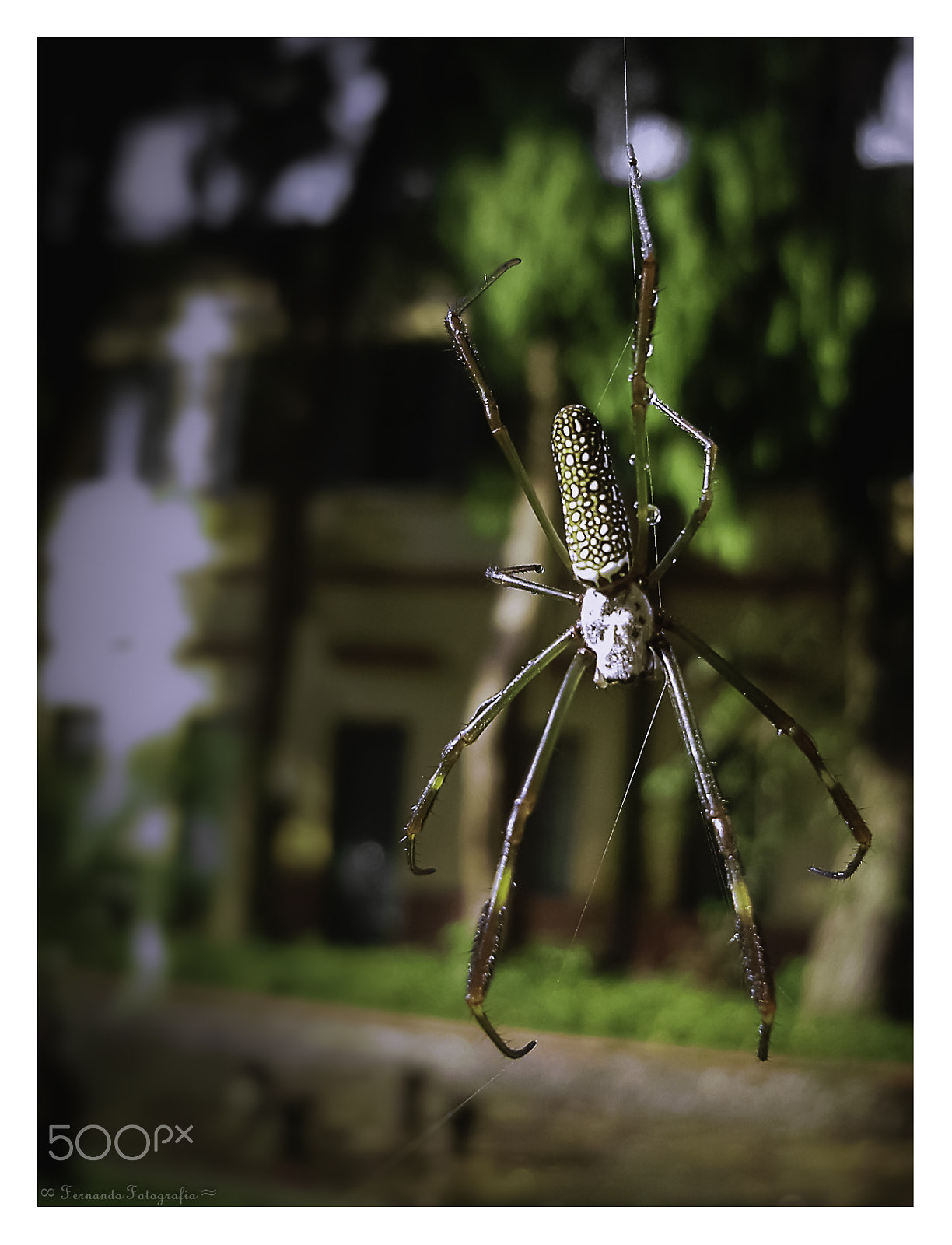 Olympus FE310,X840,C530 sample photo. The skull spider. photography