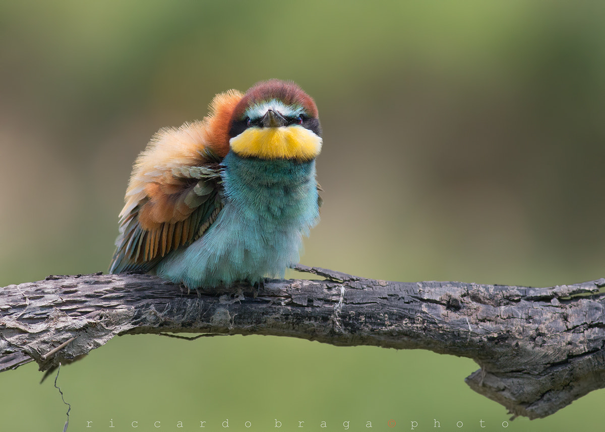 Canon EF 400mm F5.6L USM sample photo. Look me photography