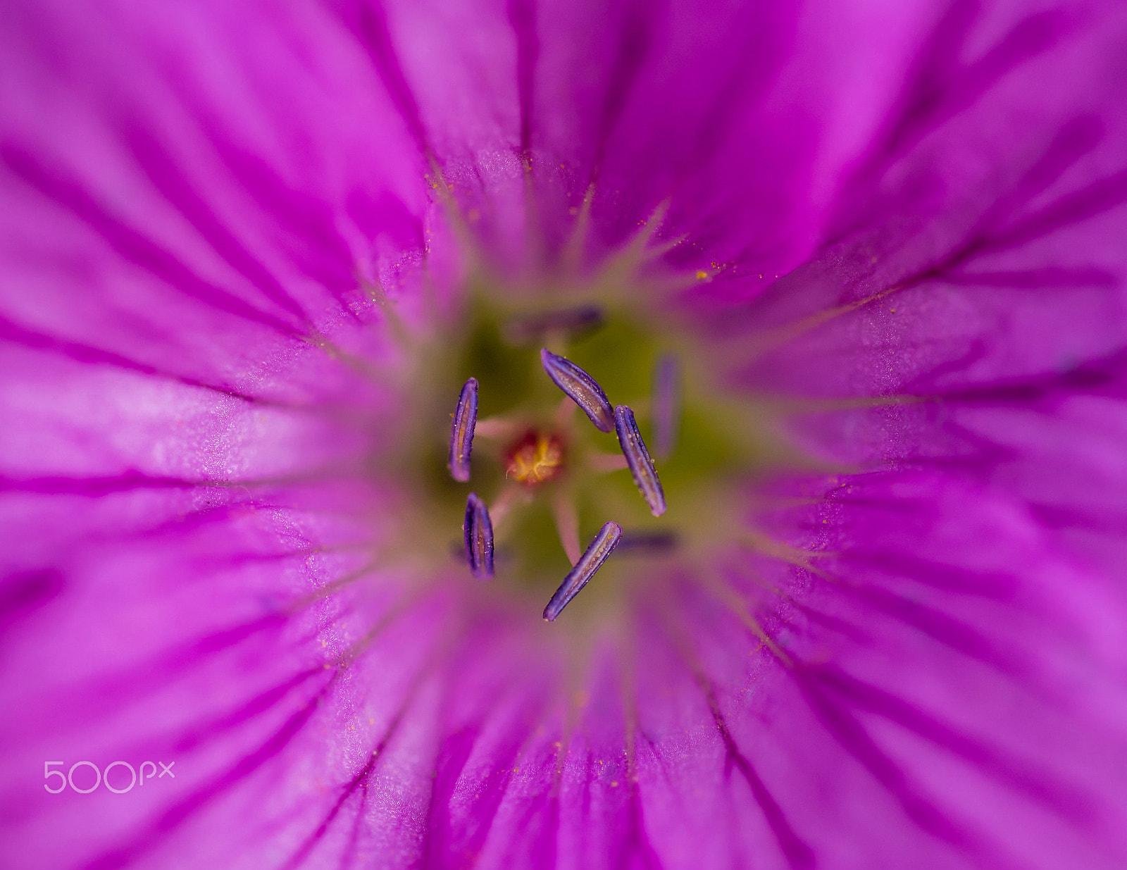 Panasonic Leica DG Macro-Elmarit 45mm F2.8 ASPH OIS sample photo. Purple flower macro photography
