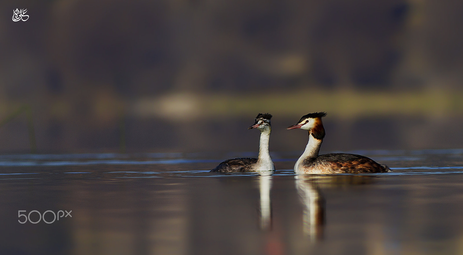 Canon EF 400mm F5.6L USM sample photo. Great crested grebe photography