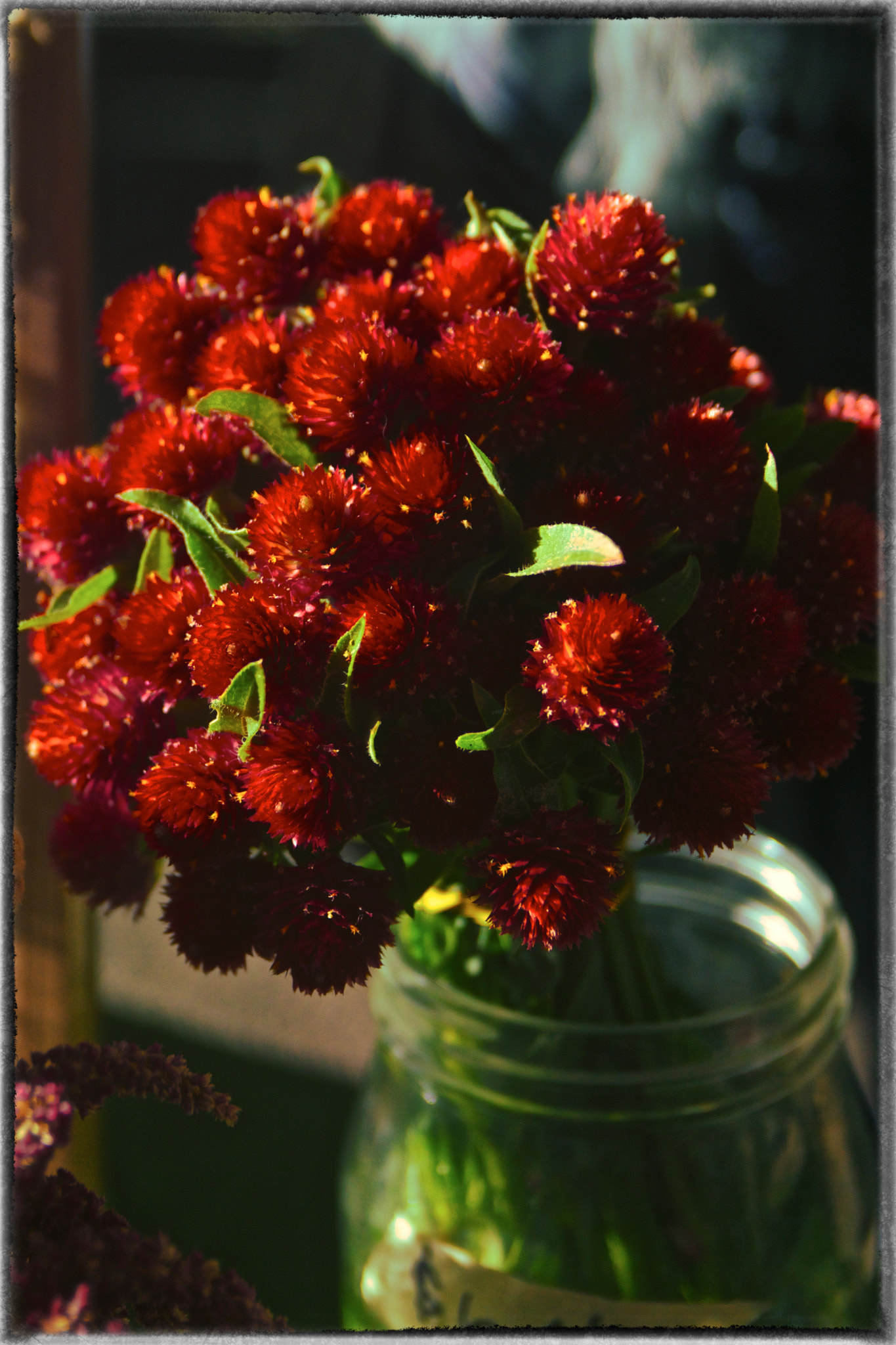 Sony SLT-A77 + Sigma 17-70mm F2.8-4.5 (D) sample photo. Red flowers photography